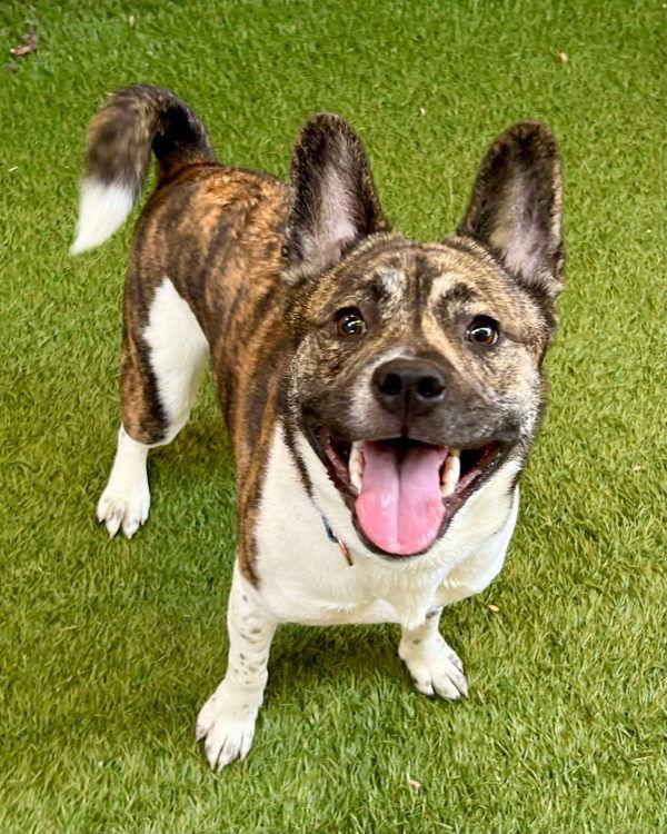 Bernie 302364, Adoptable, Adult Male Akita & French Bulldog.