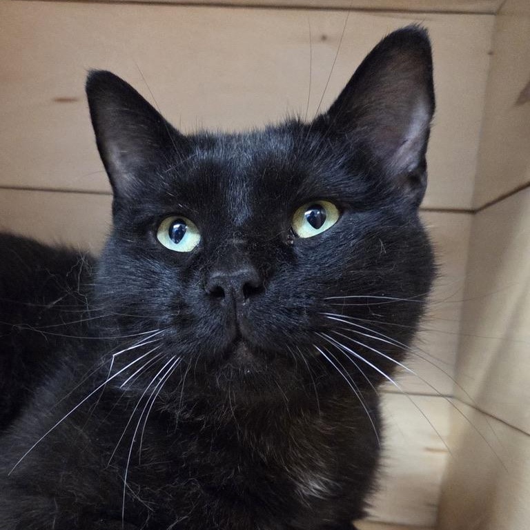 Houdini, ADOPTABLE, Adult Male Domestic Short Hair.