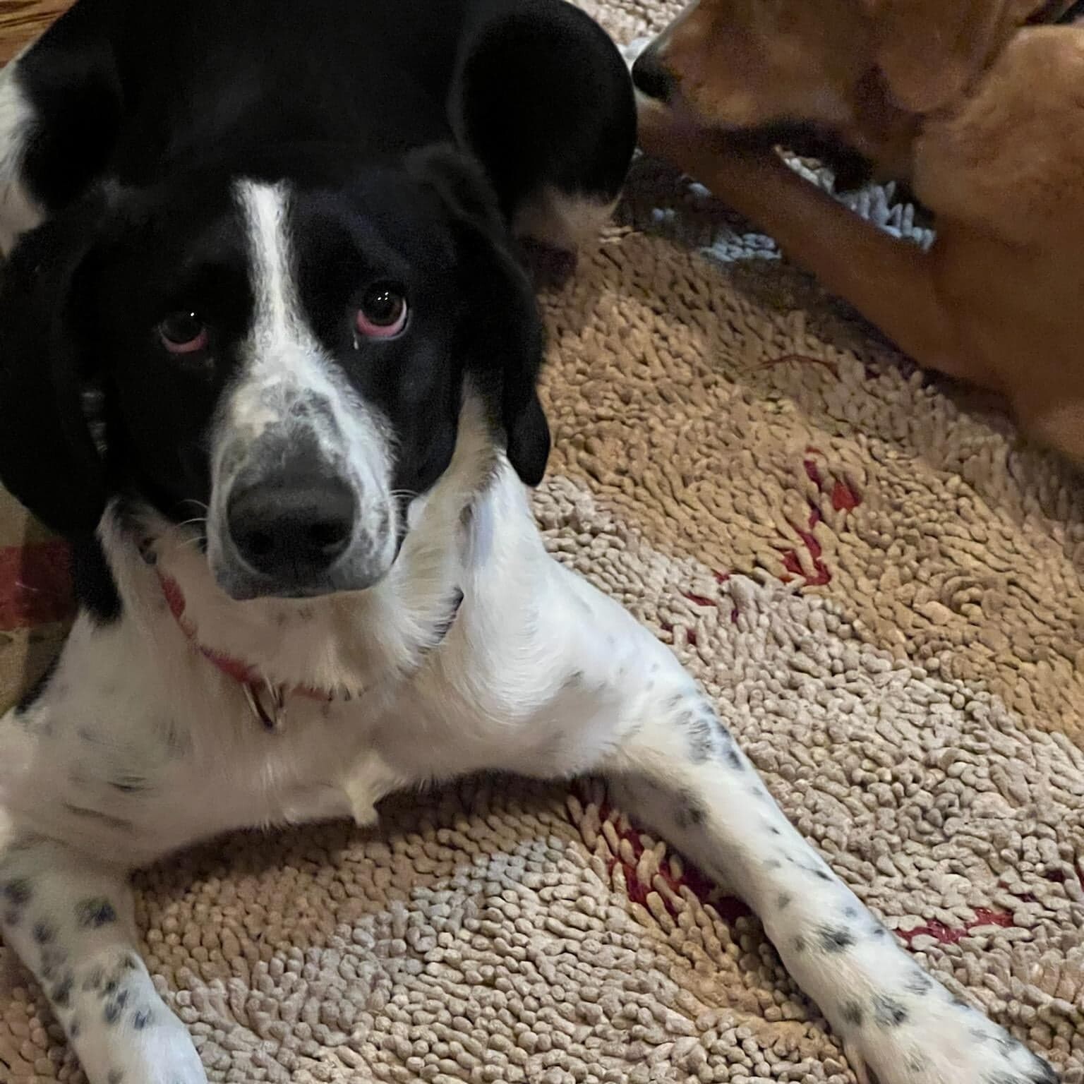 Sasha, Adoptable, Young Female Border Collie.