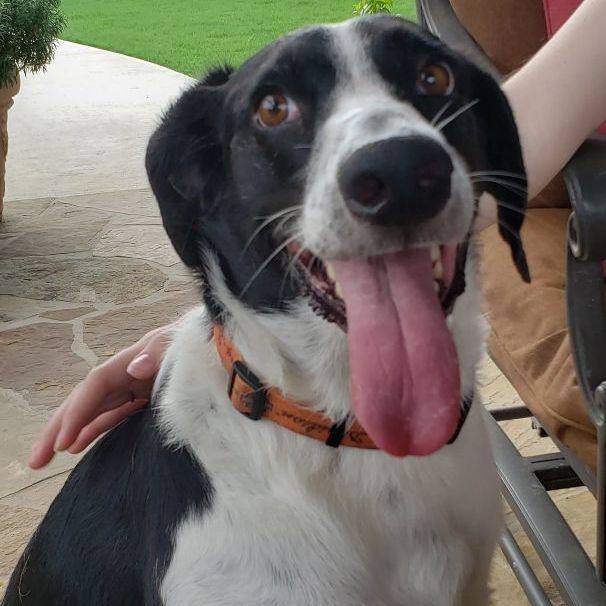 Enlarge Sasha, a Adoptable mixed breed in Dallas, TX image 2/12