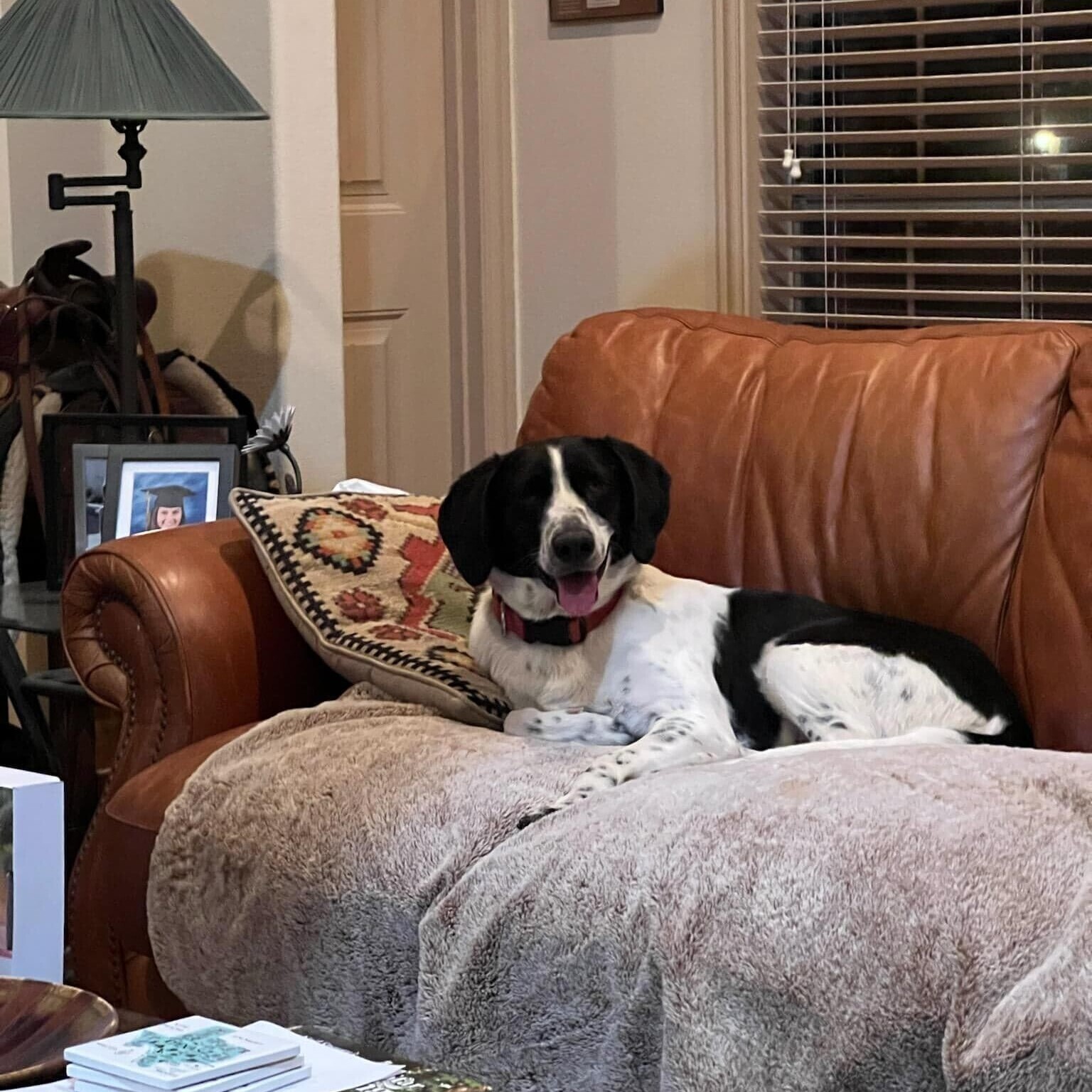 Enlarge Sasha, a Adoptable mixed breed in Dallas, TX image 4/12