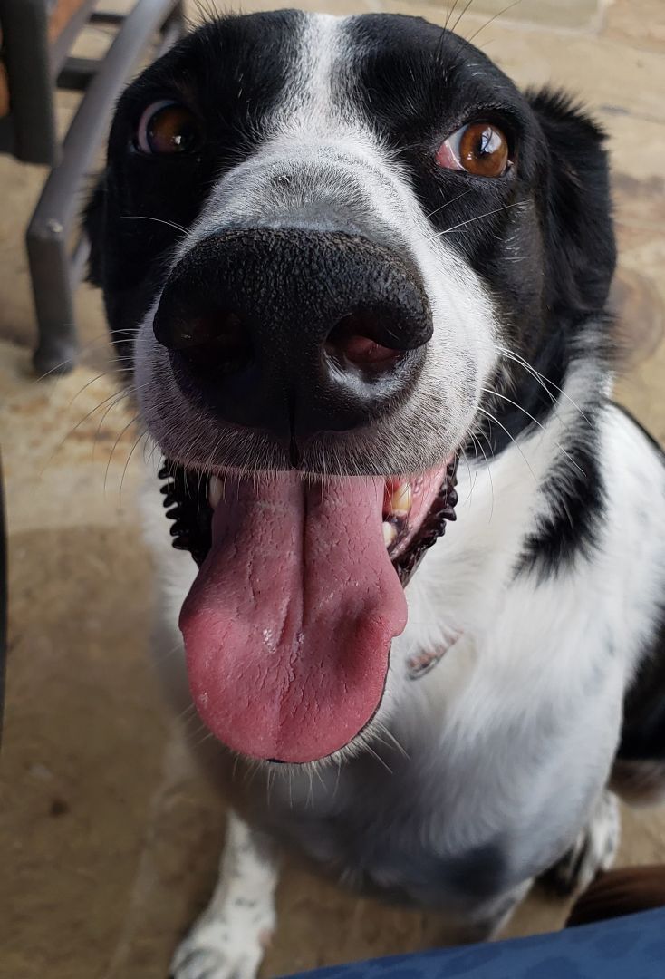 Enlarge Sasha, a Adoptable mixed breed in Dallas, TX image 5/12