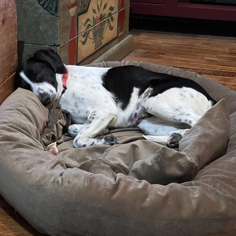 Enlarge Sasha, a Adoptable mixed breed in Dallas, TX image 6/12