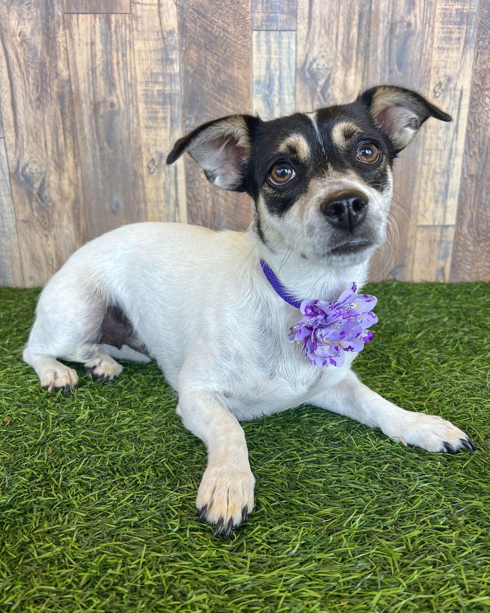 GG, Adoptable, Adult Female Chihuahua.