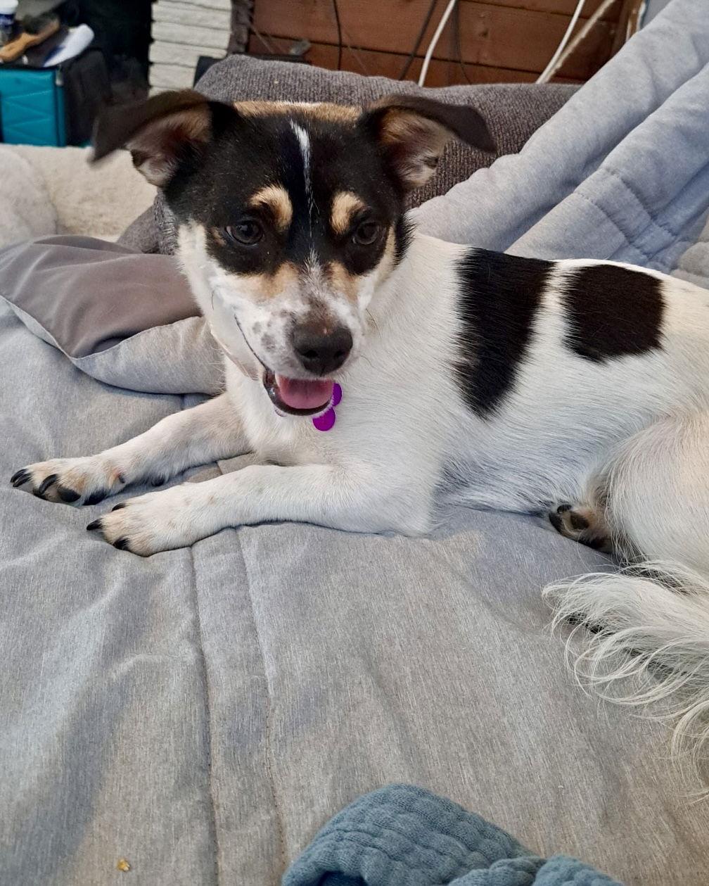 Enlarge GG, a Adoptable Chihuahua in Corona, CA image 2/3