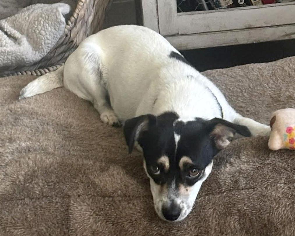 Enlarge GG, a Adoptable Chihuahua in Corona, CA image 3/3