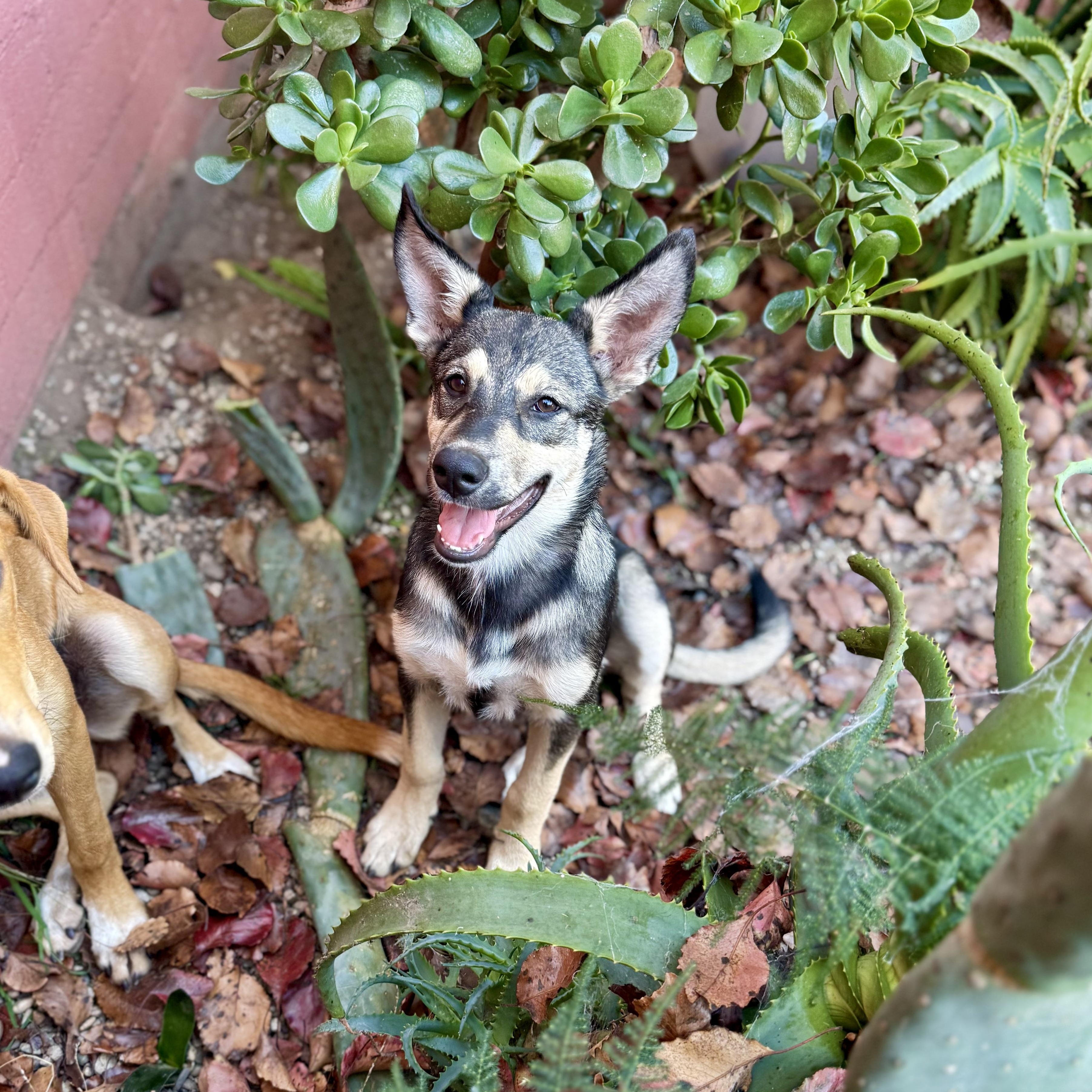 Enlarge Wolfie, a Adoptable mixed breed in Santa Monica, CA image 3/6