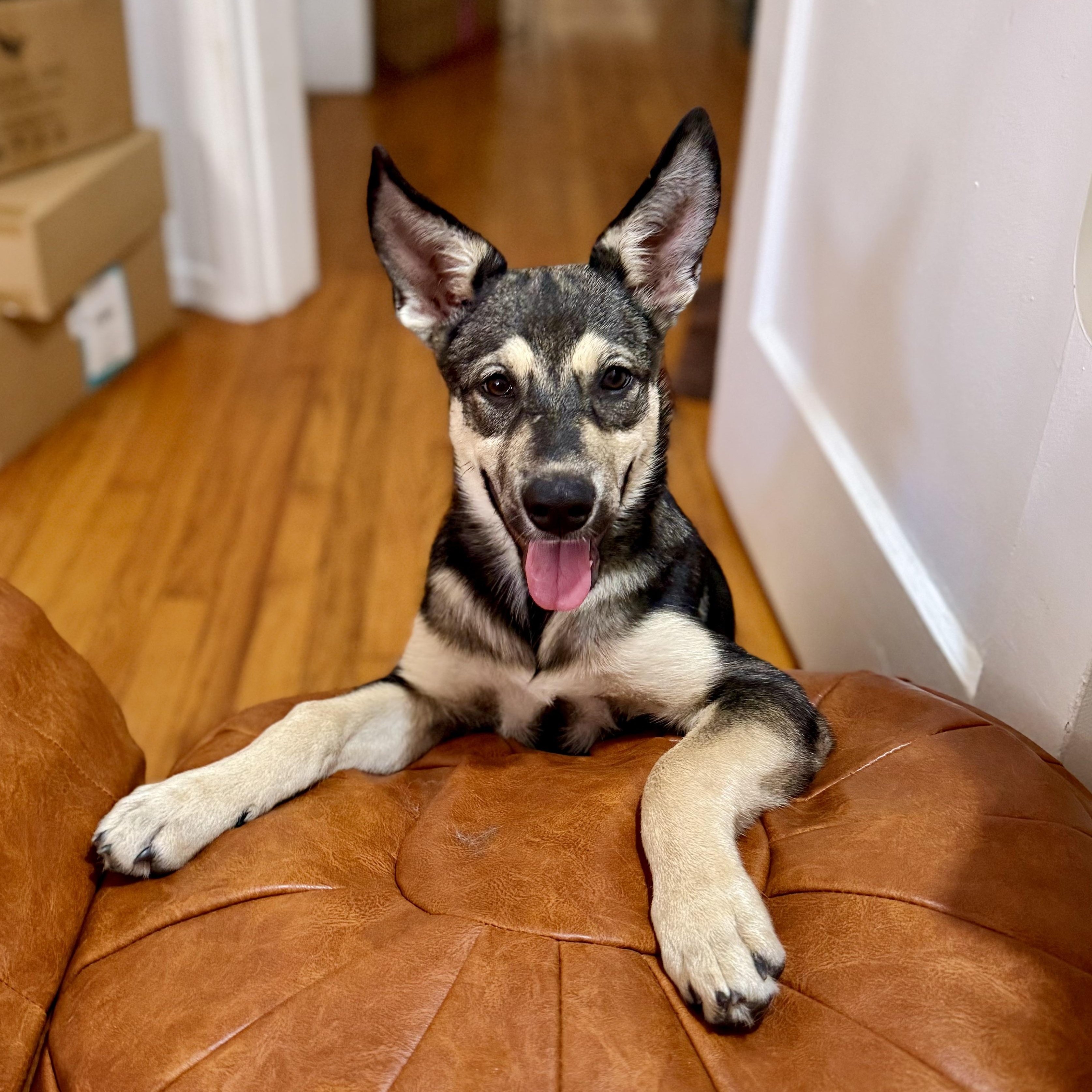 Enlarge Wolfie, a Adoptable mixed breed in Santa Monica, CA image 2/6