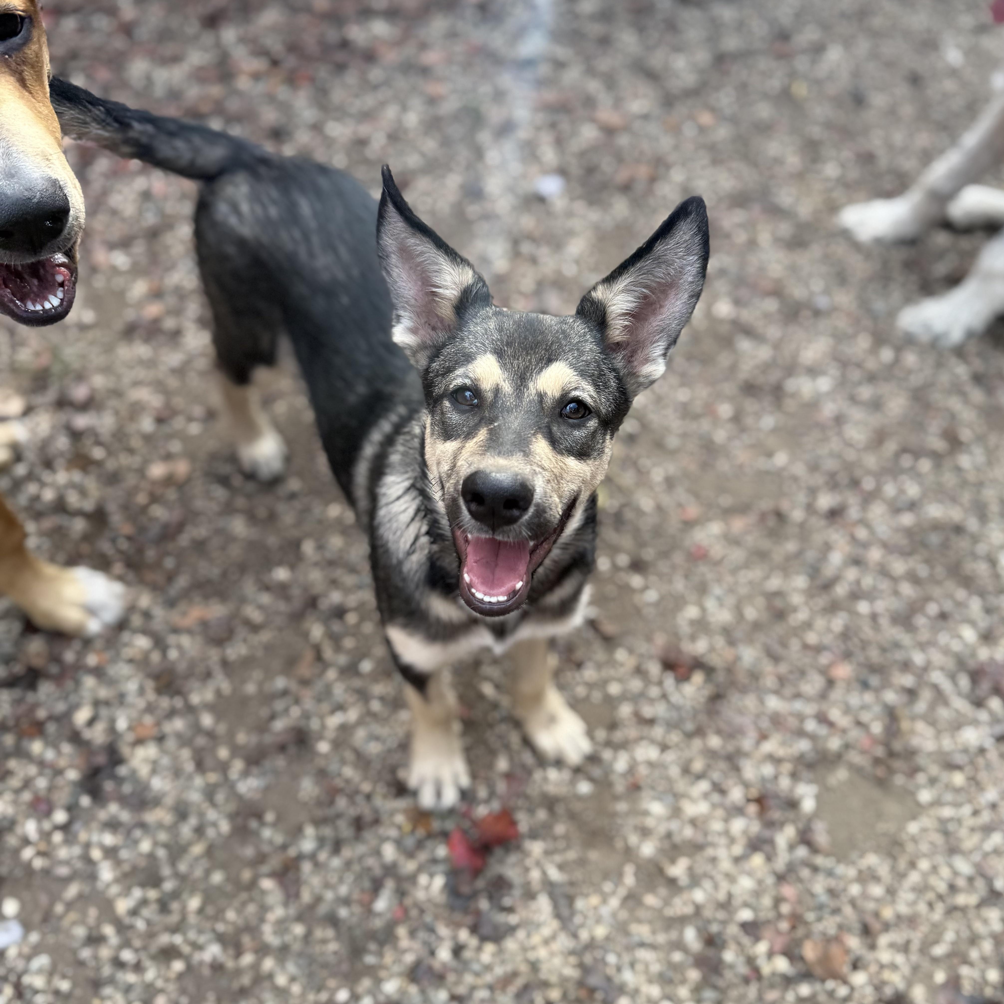 Enlarge Wolfie, a Adoptable mixed breed in Santa Monica, CA image 6/6