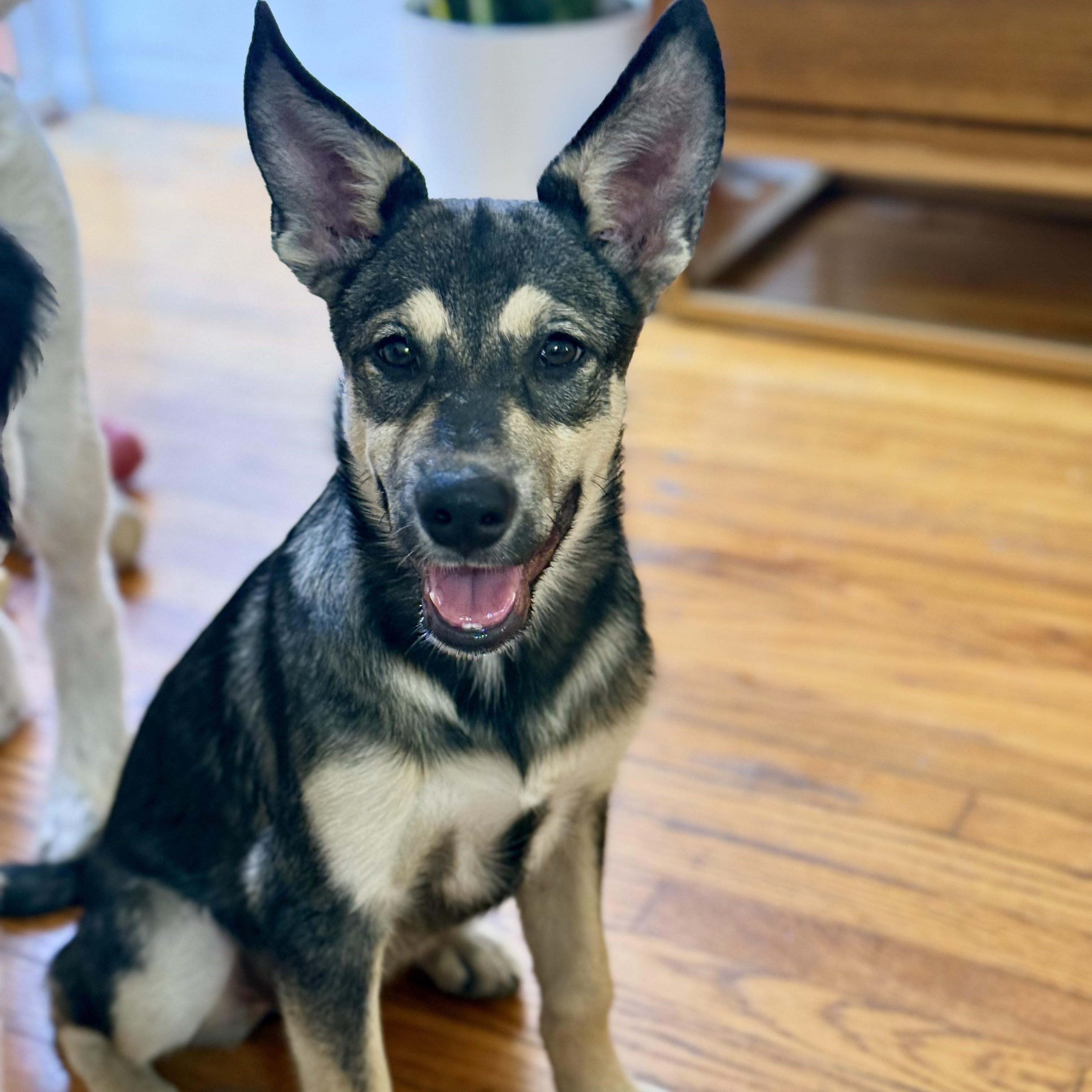 Enlarge Wolfie, a Adoptable mixed breed in Santa Monica, CA image 1/6