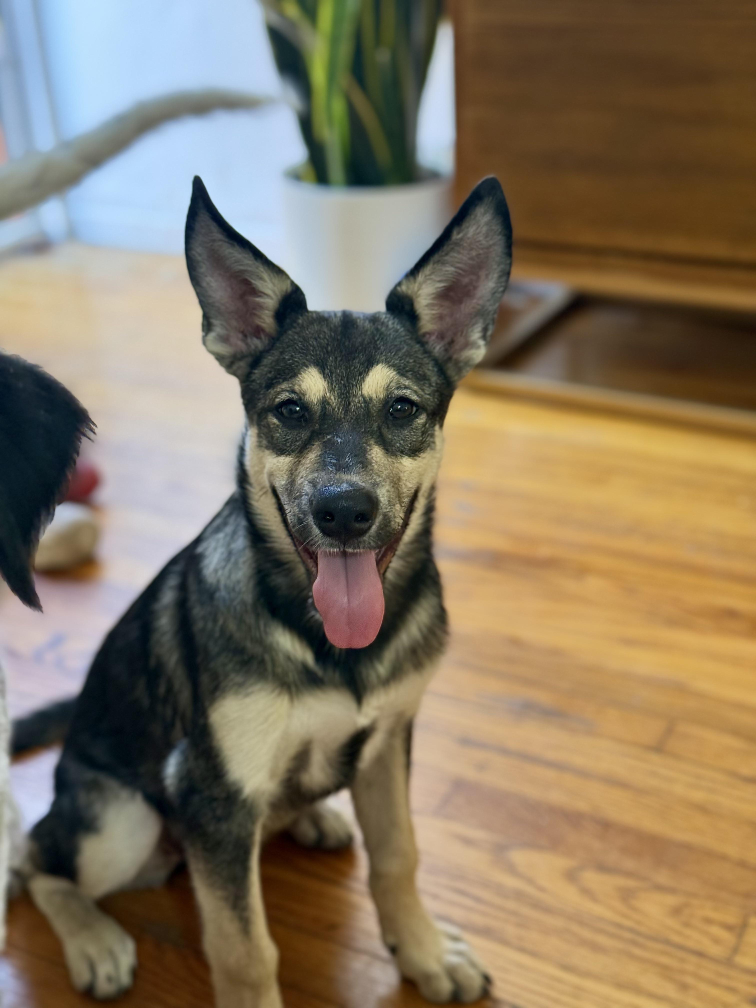 Enlarge Wolfie, a Adoptable mixed breed in Santa Monica, CA image 5/6