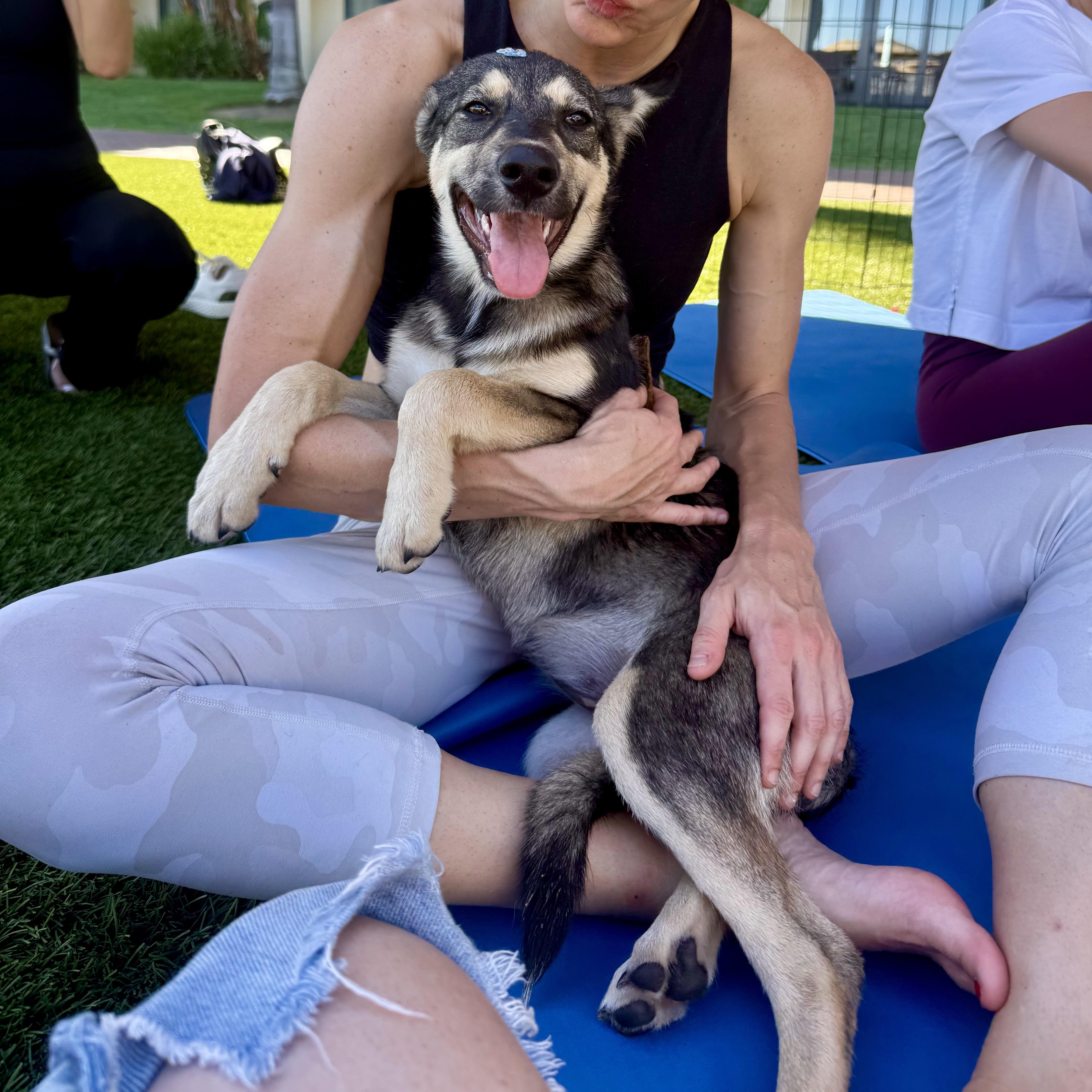 Enlarge Wolfie, a Adoptable mixed breed in Santa Monica, CA image 4/6