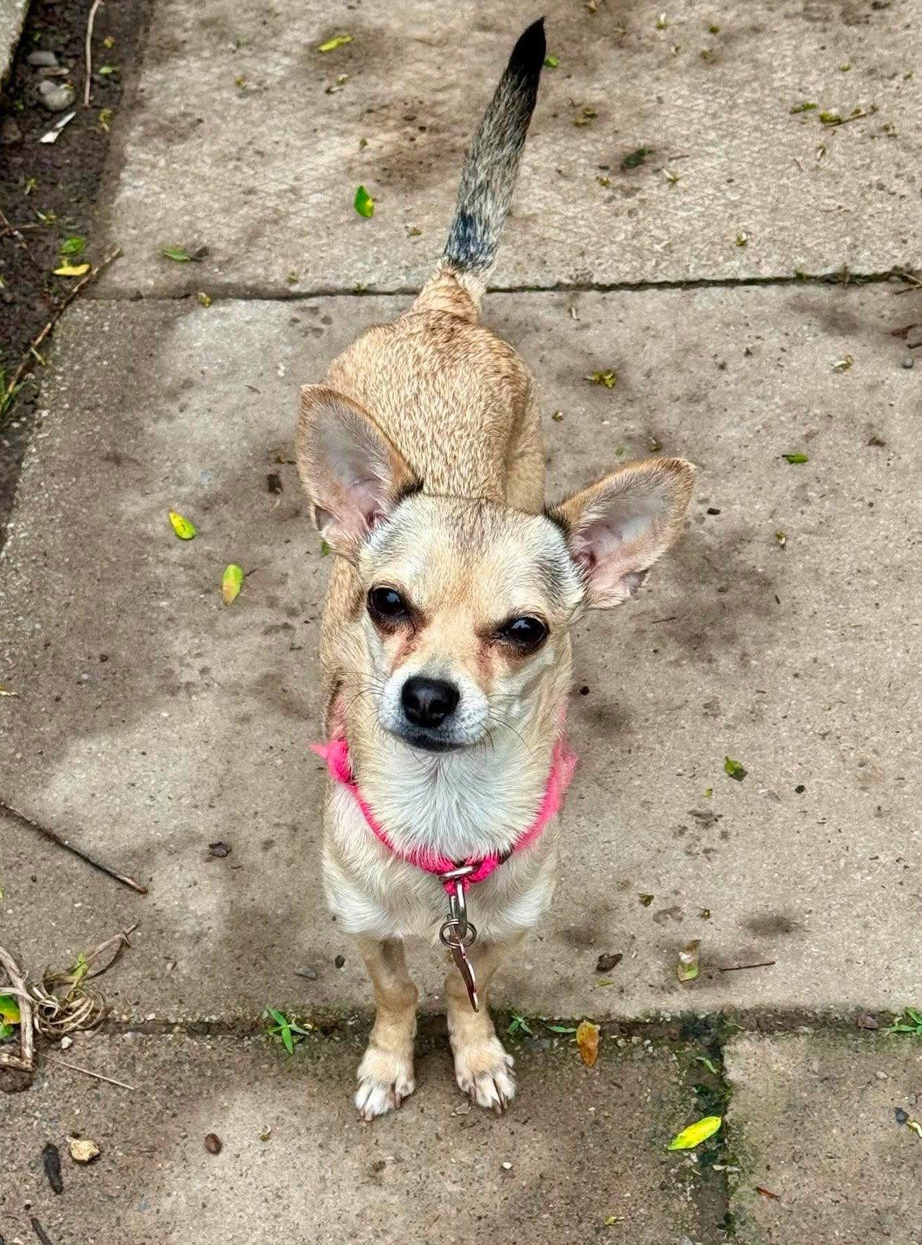 Maya, Adoptable, Adult Female Chihuahua.