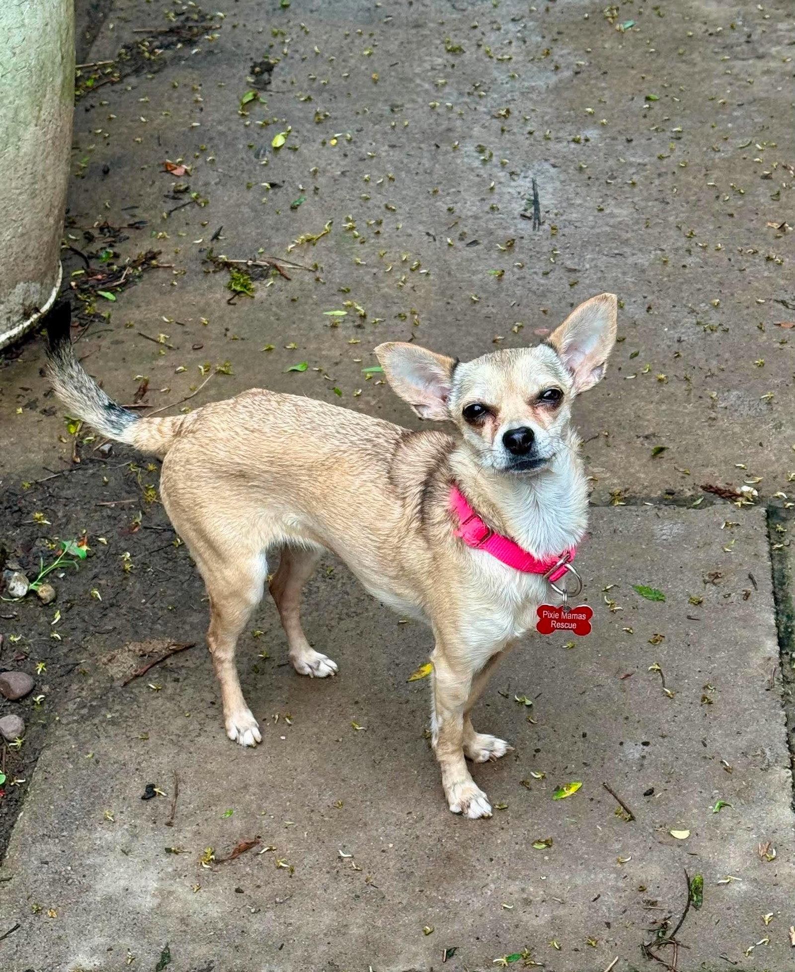 Maya, a Adoptable Chihuahua in Buffalo, NY image 2/2