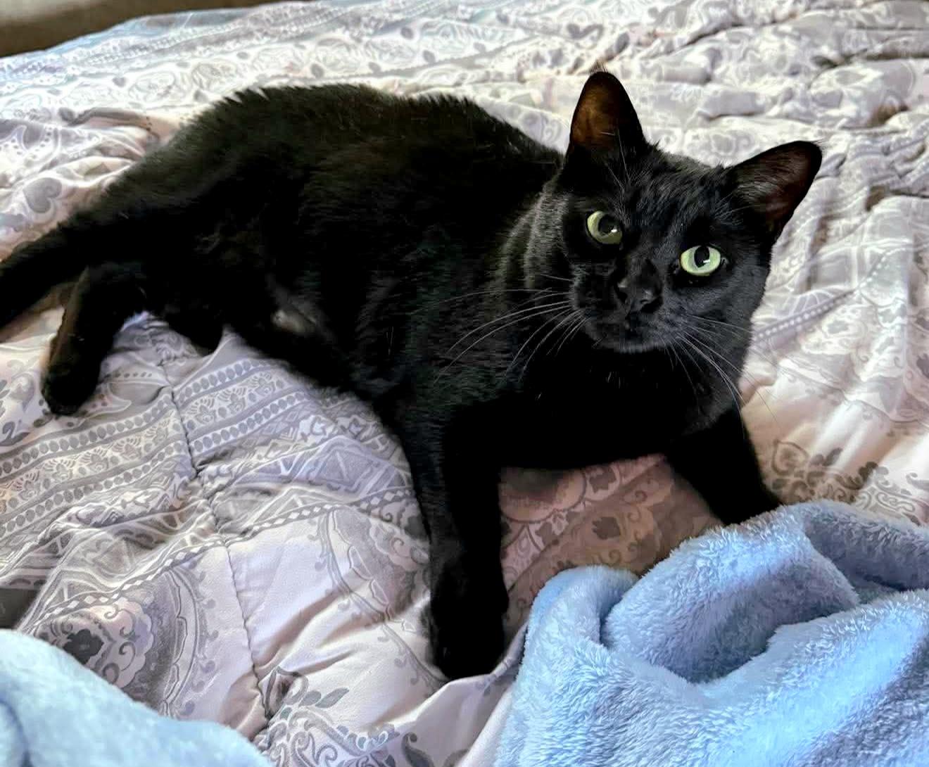 Eva Hessa, ADOPTABLE, Adult Female Domestic Short Hair & Bombay.