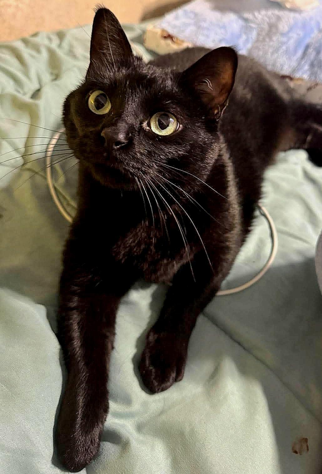 Enlarge Eva Hessa, a ADOPTABLE mixed breed in Fort Oglethorpe, GA image 2/4