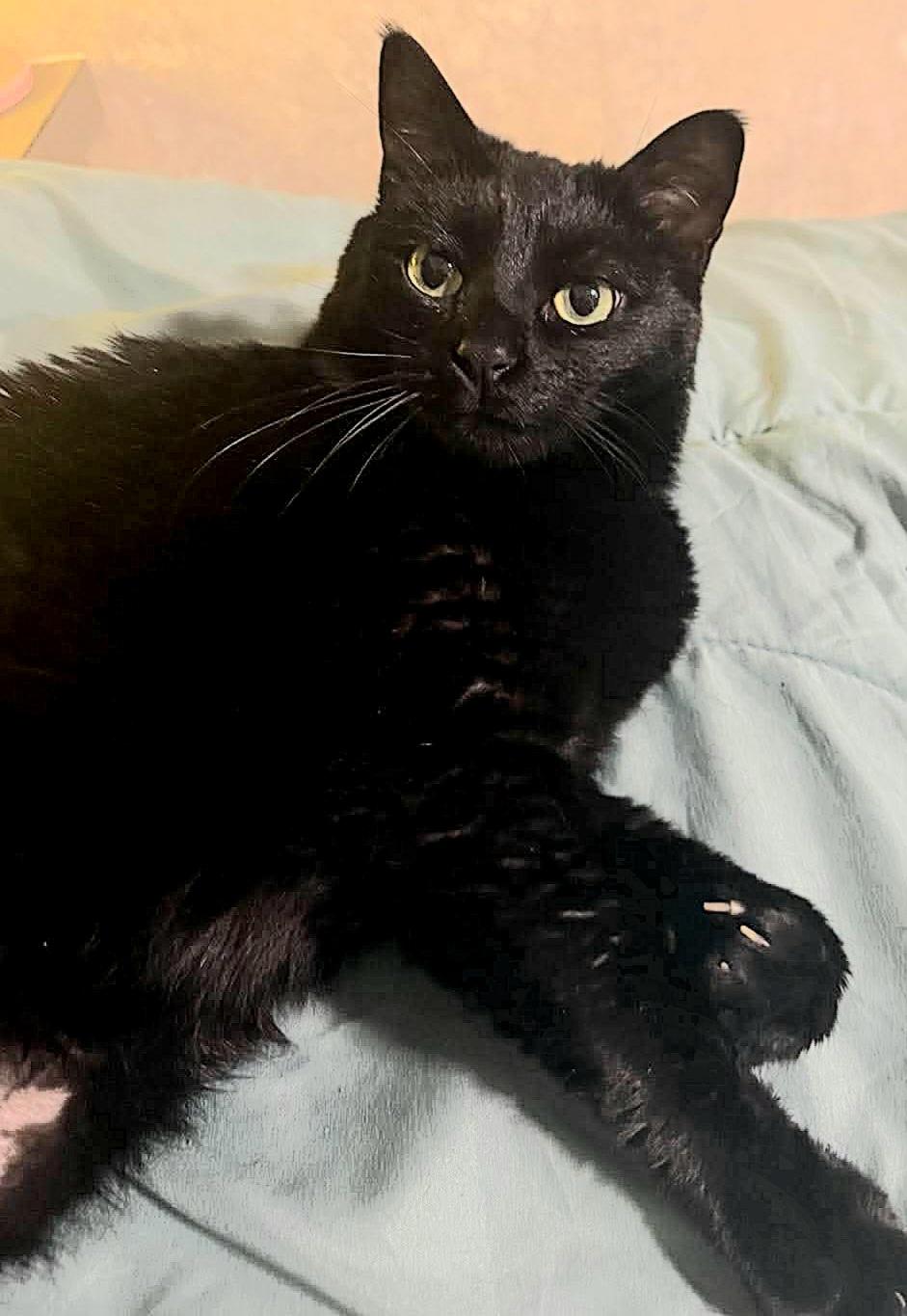 Enlarge Eva Hessa, a ADOPTABLE mixed breed in Fort Oglethorpe, GA image 3/4
