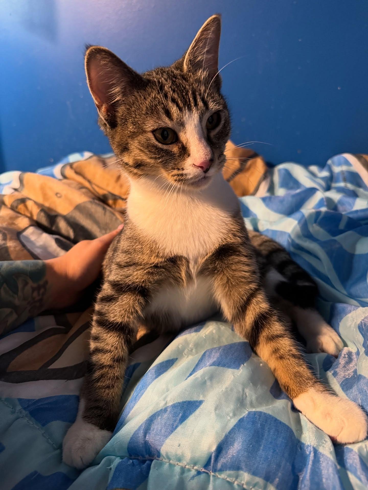 Enlarge Kiki (Bonded pair, please see Gigi Profile), an adopted Domestic Short Hair in Rochester, NY image 2/7