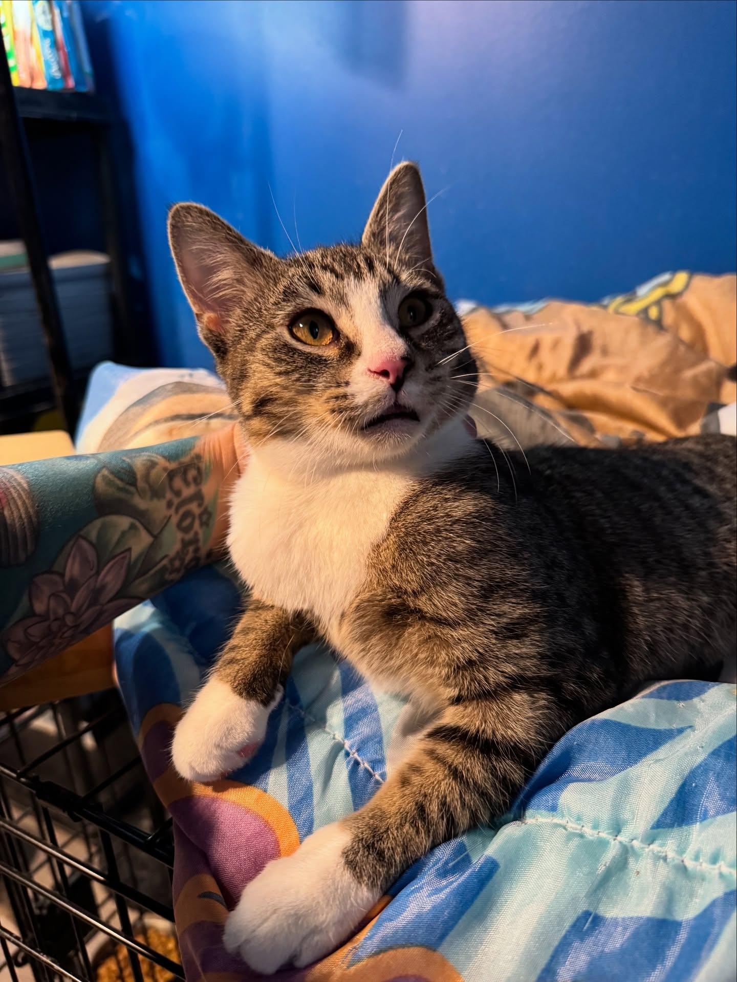 Enlarge Kiki (Bonded pair, please see Gigi Profile), an adopted Domestic Short Hair in Rochester, NY image 3/7