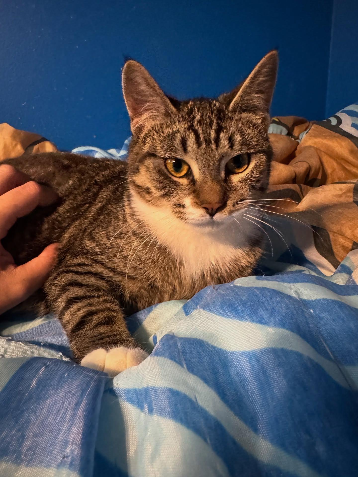 Enlarge Kiki (Bonded pair, please see Gigi Profile), an adopted Domestic Short Hair in Rochester, NY image 7/7