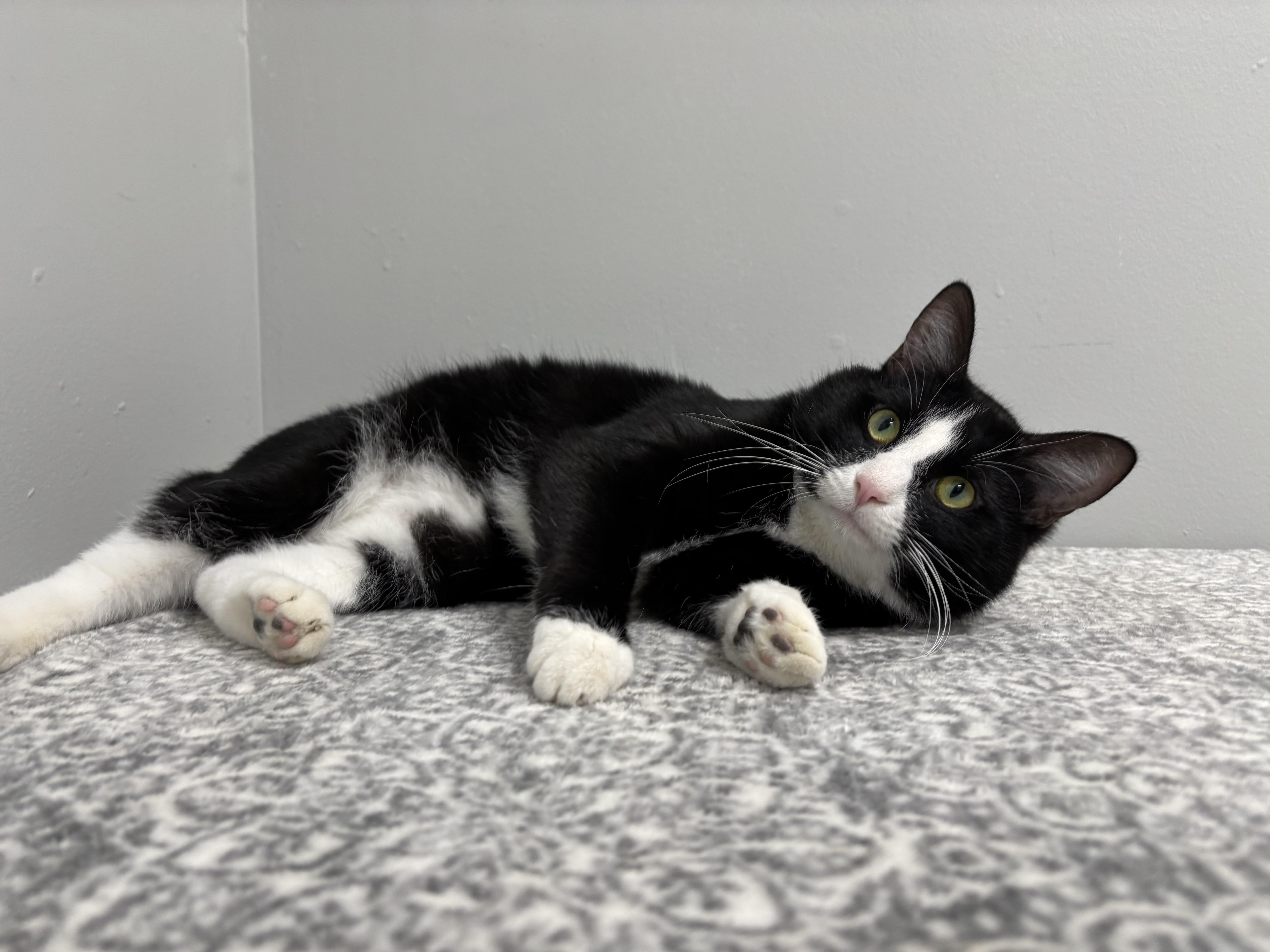 Stewart, Adoptable, Adult Male Domestic Short Hair.