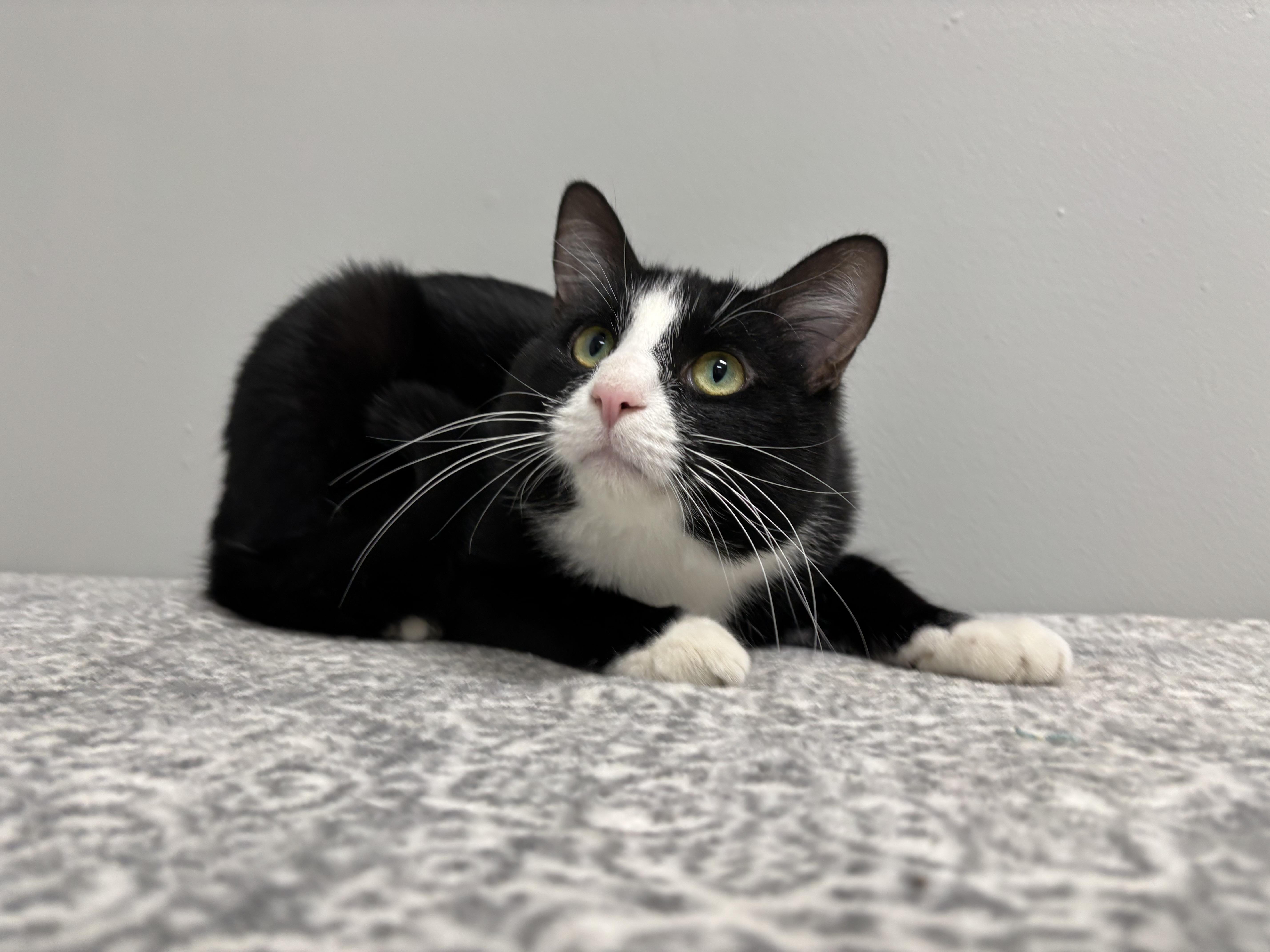 Enlarge Stewart, a Adoptable Domestic Short Hair in Frankfort, IN image 2/6