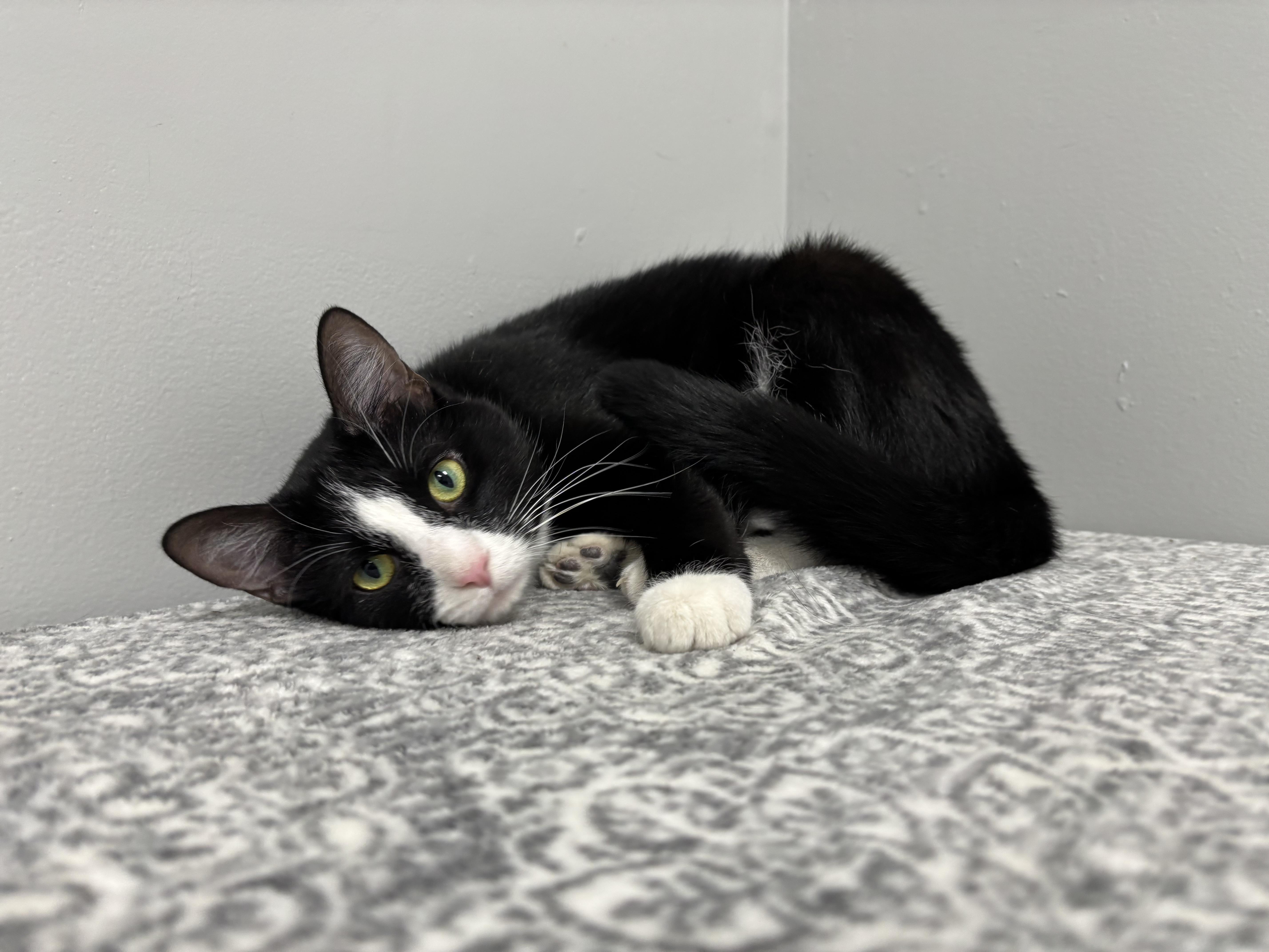 Enlarge Stewart, a Adoptable Domestic Short Hair in Frankfort, IN image 4/6