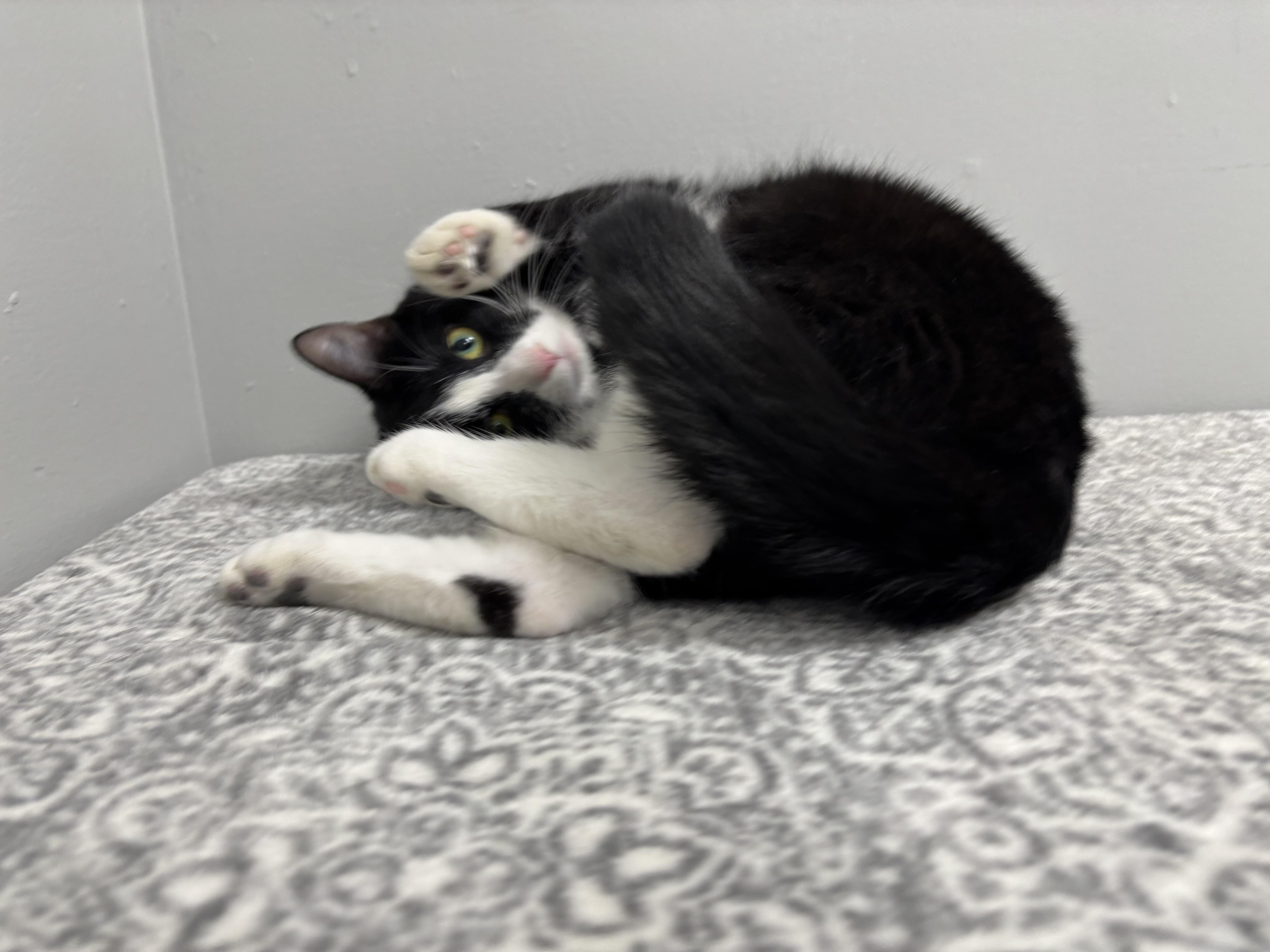 Enlarge Stewart, a Adoptable Domestic Short Hair in Frankfort, IN image 3/6