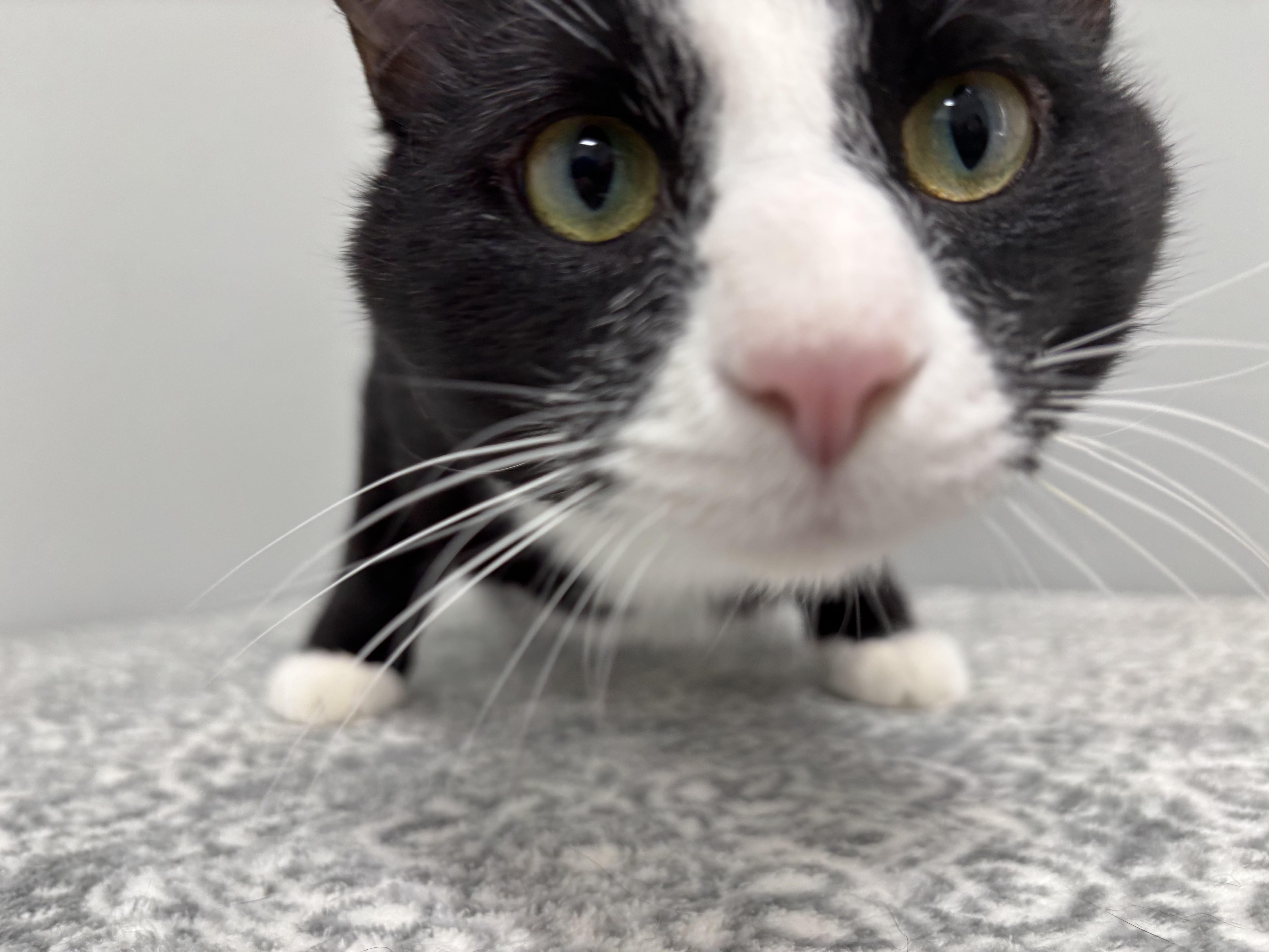 Enlarge Stewart, a Adoptable Domestic Short Hair in Frankfort, IN image 5/6