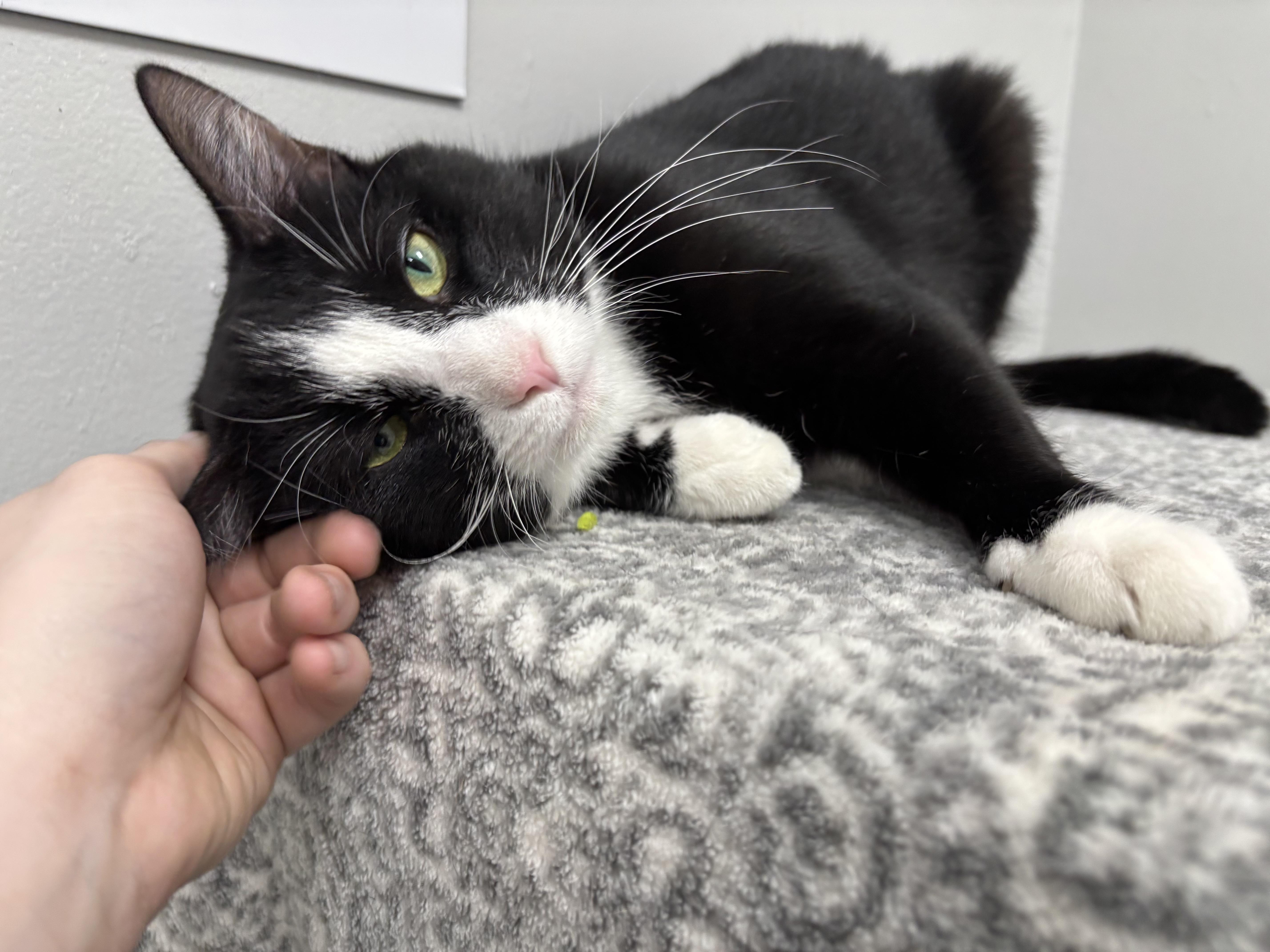 Enlarge Stewart, a Adoptable Domestic Short Hair in Frankfort, IN image 6/6