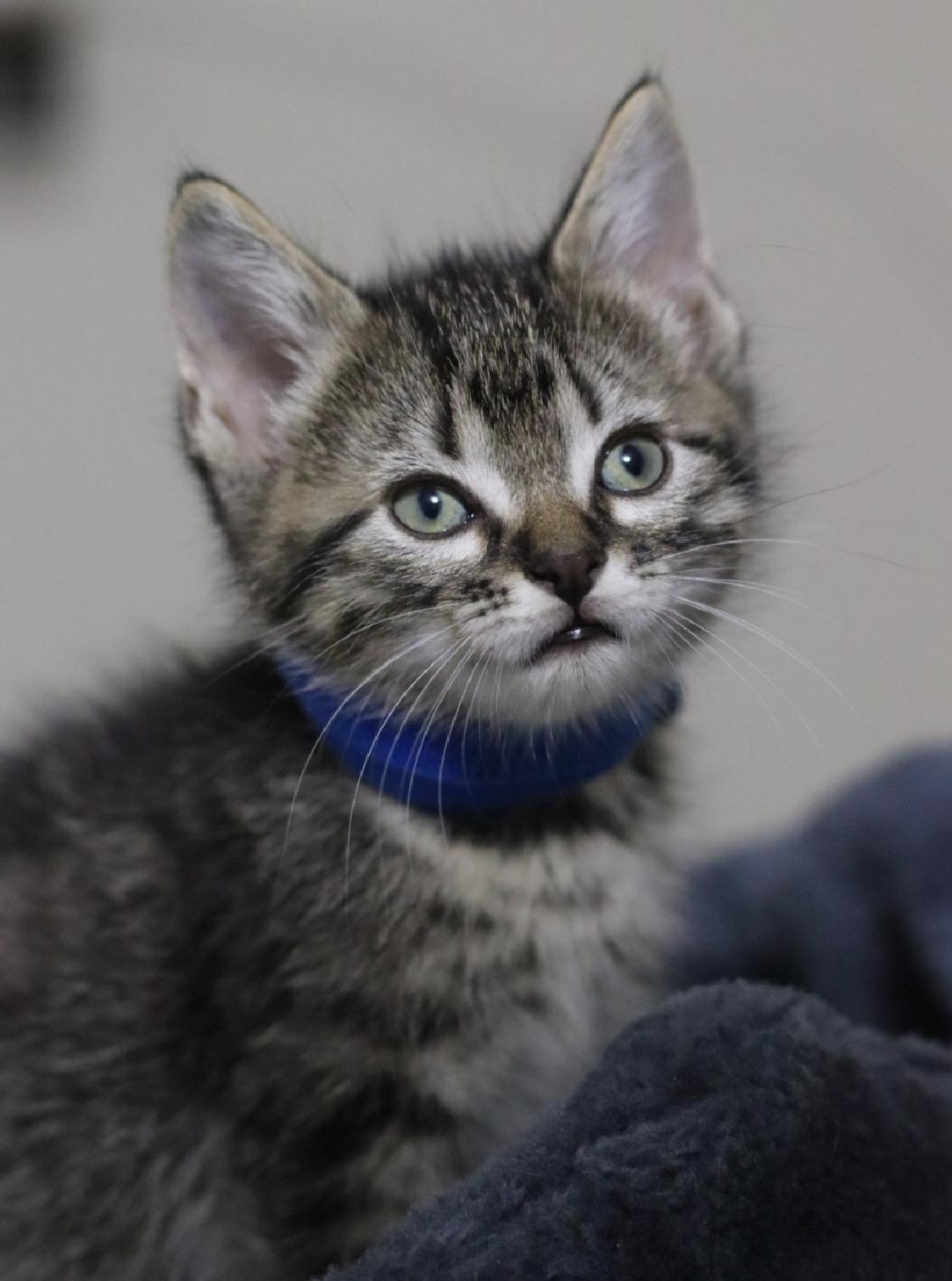 Enlarge Happy, a Adopted Domestic Short Hair in Steinbach, MB image 1/6