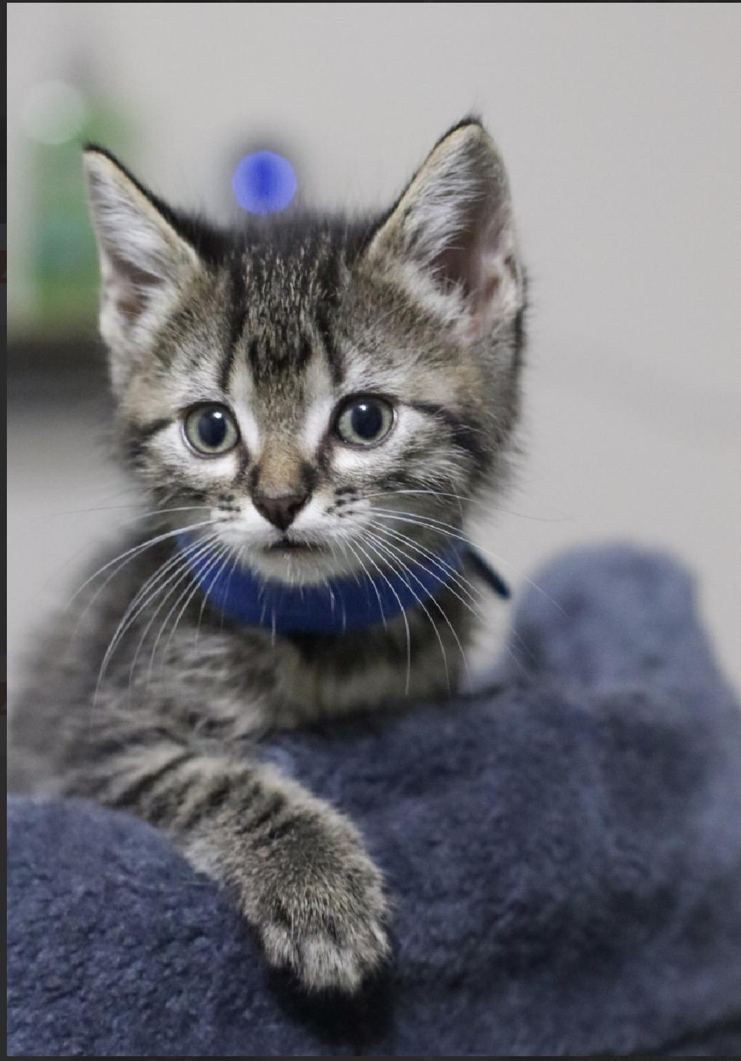 Enlarge Happy, a Adopted Domestic Short Hair in Steinbach, MB image 2/6