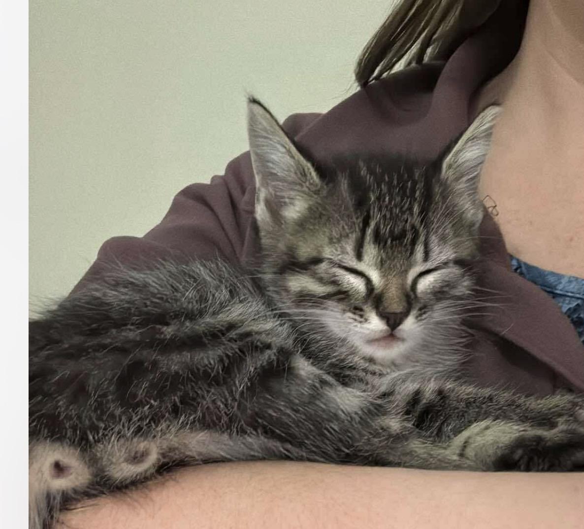 Enlarge Happy, a Adopted Domestic Short Hair in Steinbach, MB image 3/6