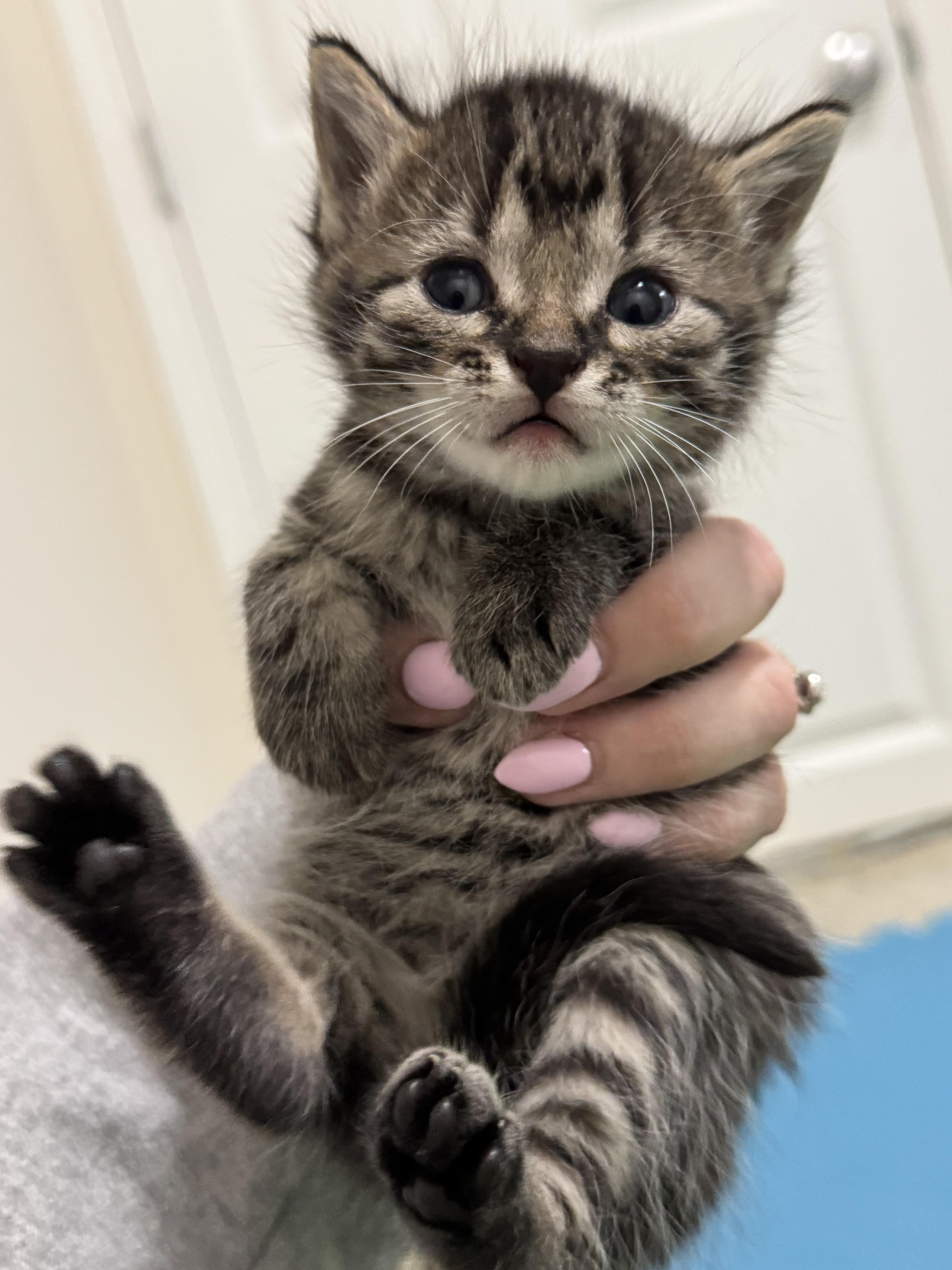 Enlarge Happy, a Adopted Domestic Short Hair in Steinbach, MB image 4/6