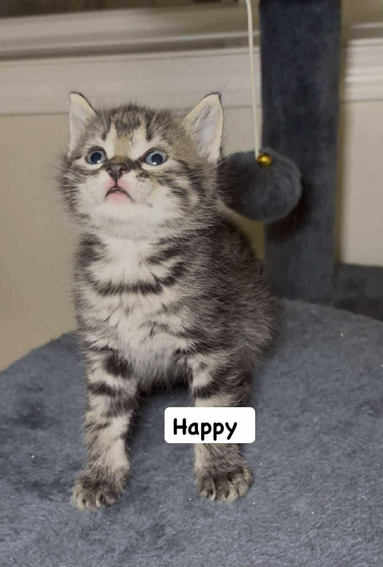 Enlarge Happy, a Adopted Domestic Short Hair in Steinbach, MB image 5/6