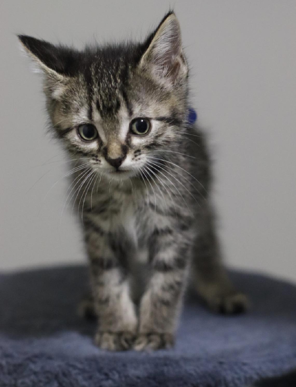 Enlarge Happy, a Adopted Domestic Short Hair in Steinbach, MB image 6/6