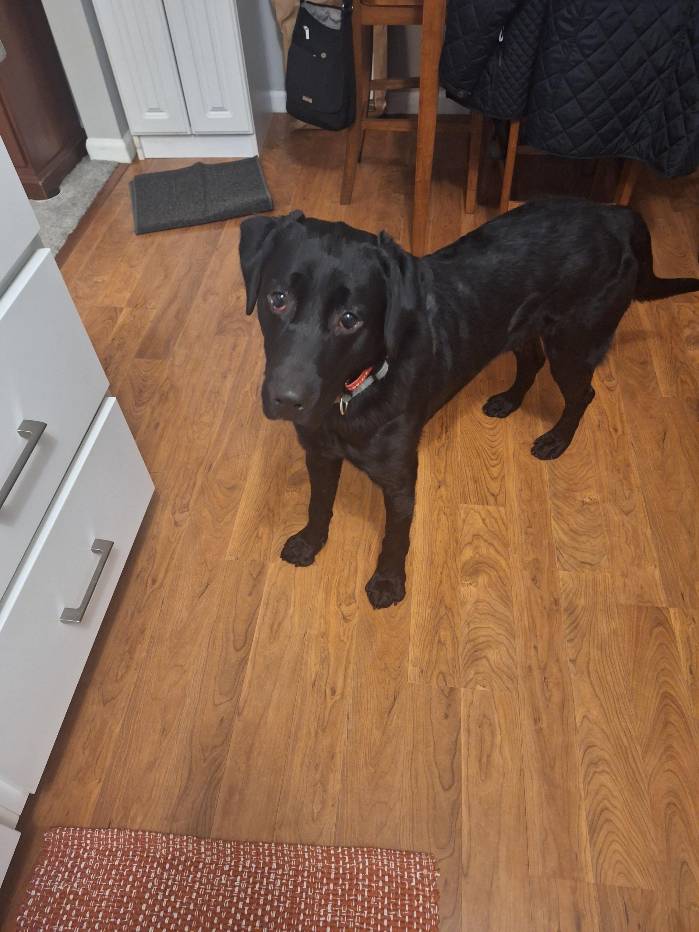 Enlarge Boulder, a Adoptable Labrador Retriever in Indianapolis, IN image 2/6