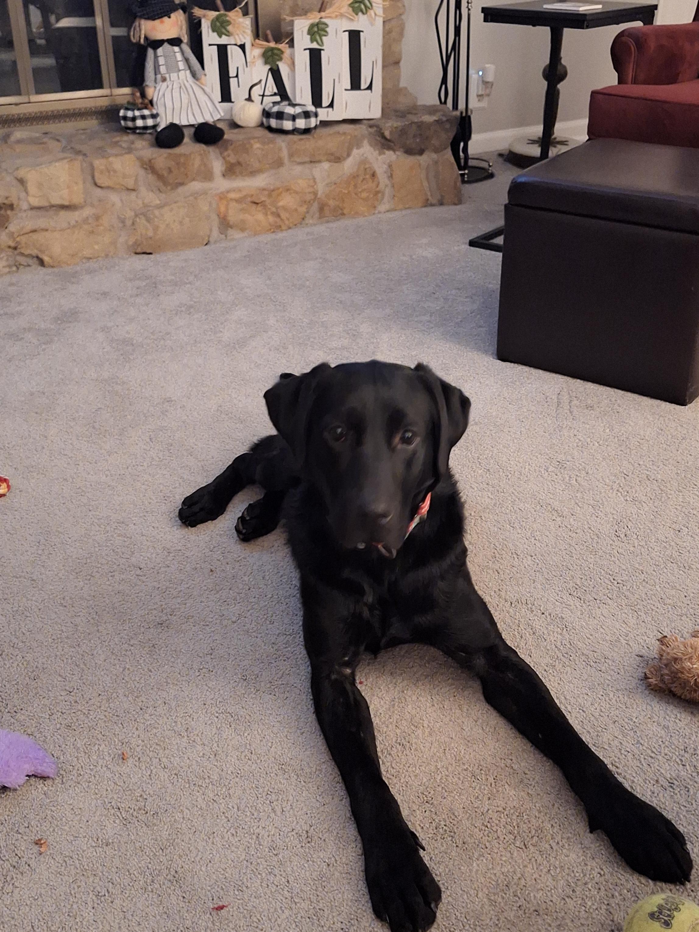 Enlarge Boulder, a Adoptable Labrador Retriever in Indianapolis, IN image 3/6