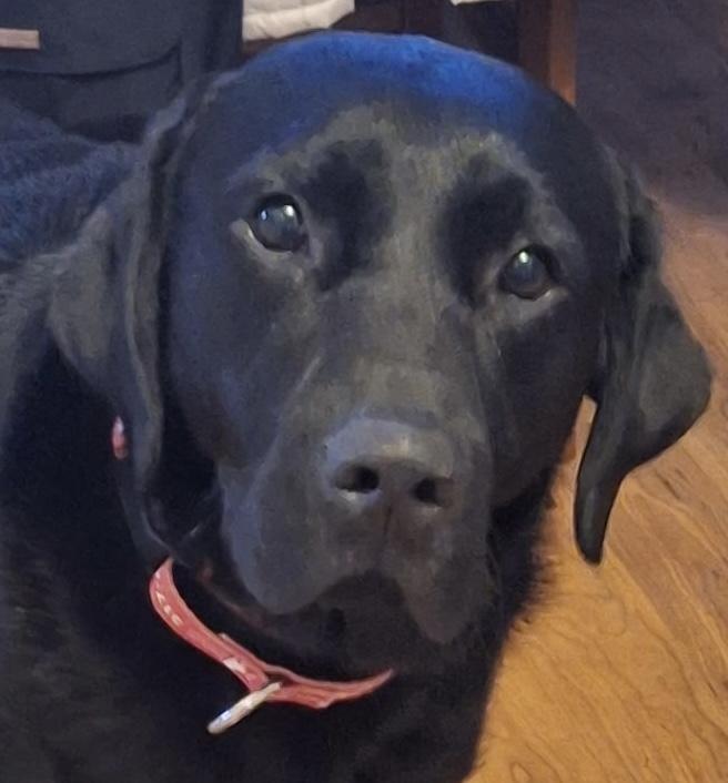Boulder, adoptable, Young Male Labrador Retriever.