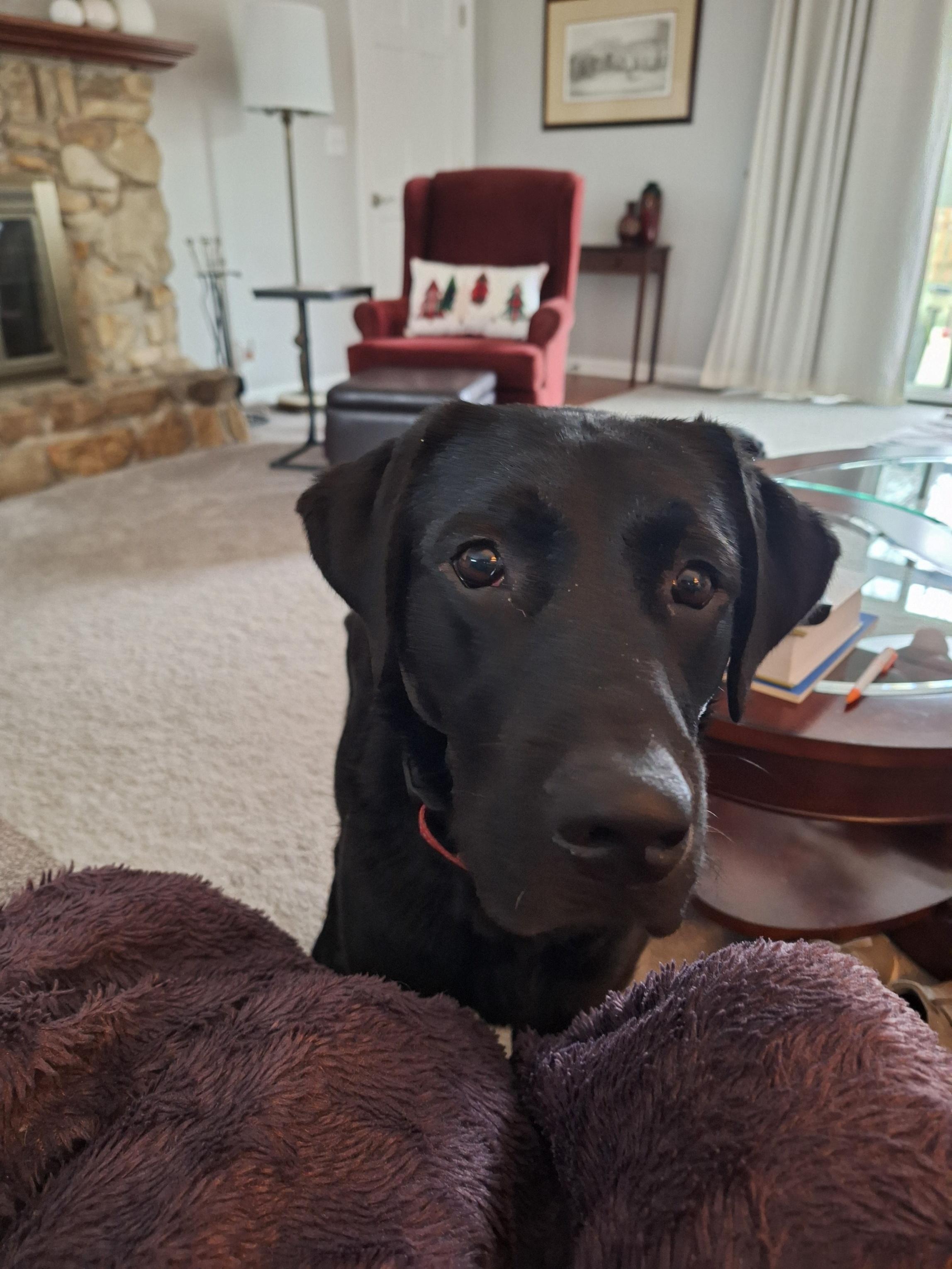 Enlarge Boulder, a Adoptable Labrador Retriever in Indianapolis, IN image 4/6