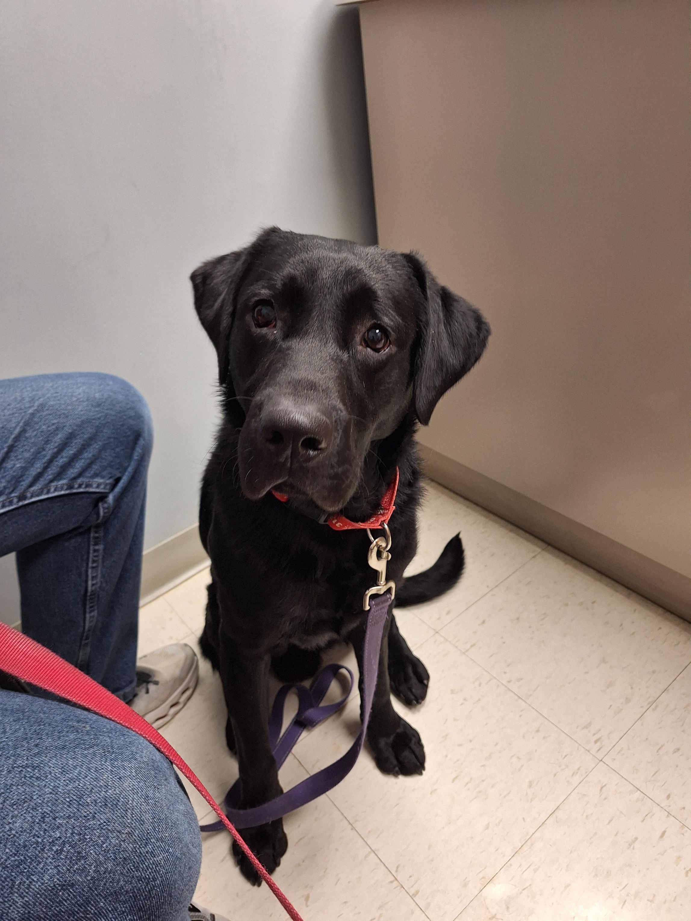 Boulder, Adoptable, Young Male Labrador Retriever.