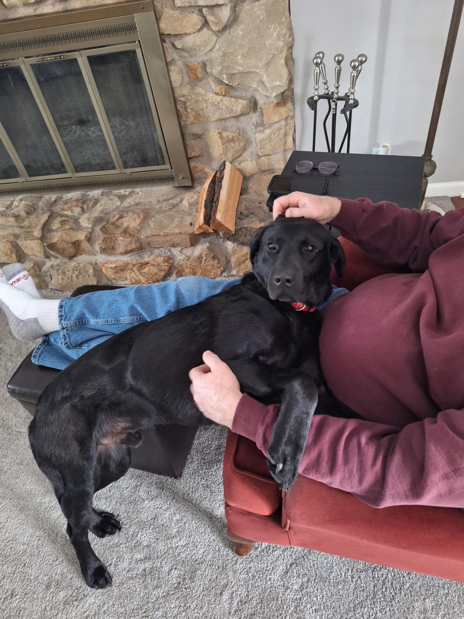 Enlarge Boulder, an adoptable Labrador Retriever in Indianapolis, IN image 4/6