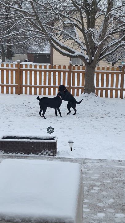 Enlarge Boulder, a Adoptable Labrador Retriever in Indianapolis, IN video 6/6