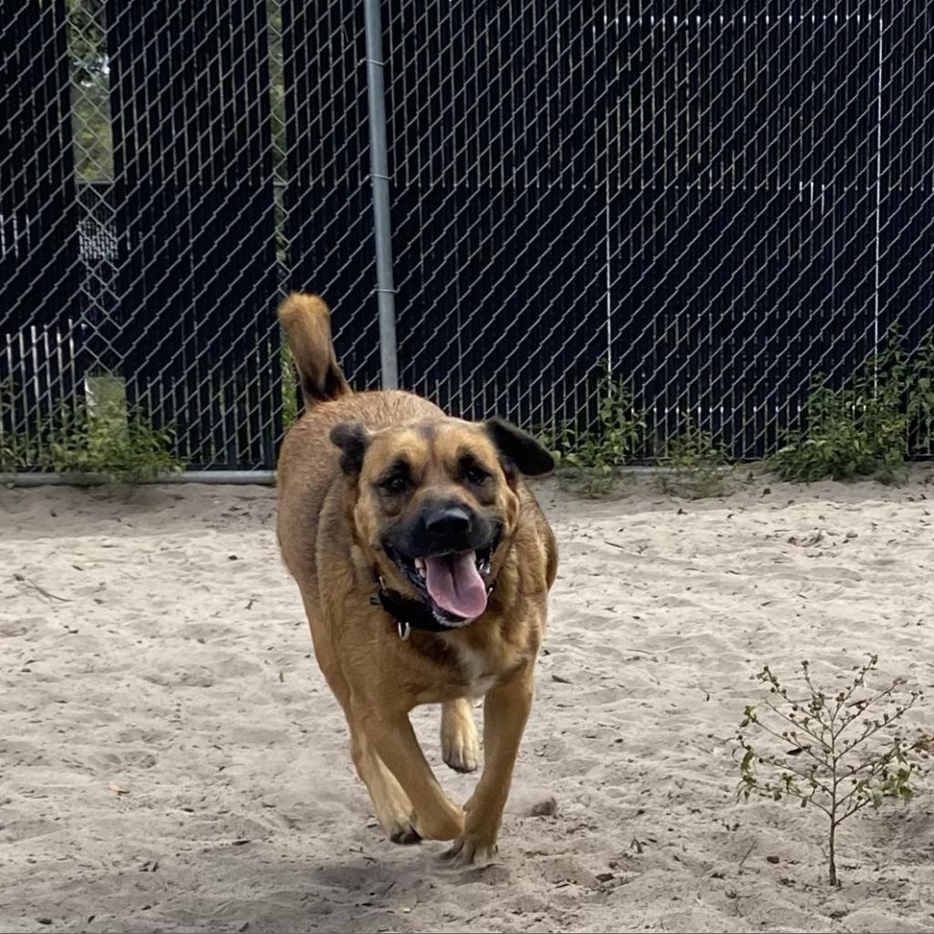 Milo, Adoptable, Adult Male Shepherd.