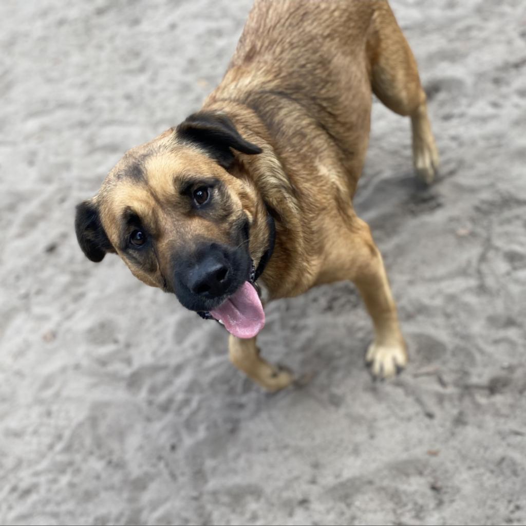 Enlarge Milo, a Adoptable Shepherd in Gainesville, FL image 2/6