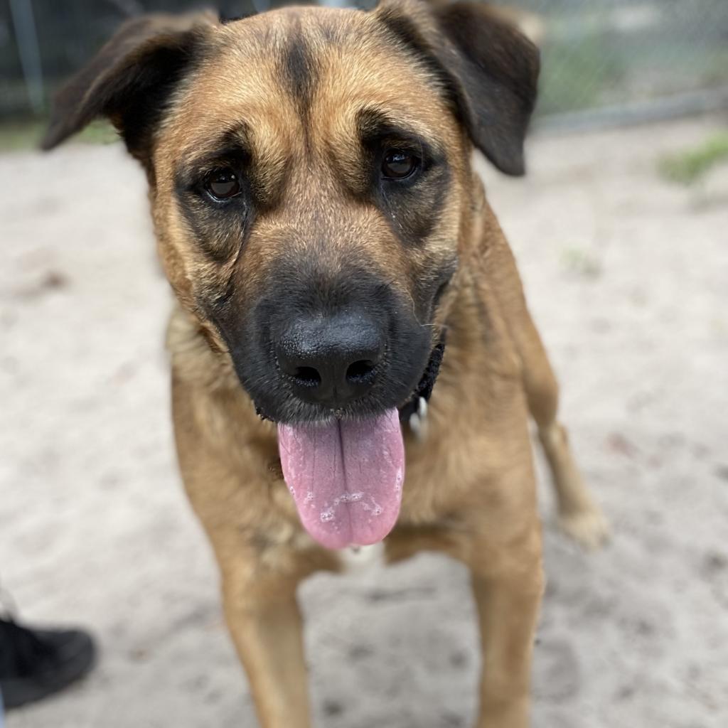 Enlarge Milo, a Adoptable Shepherd in Gainesville, FL image 3/6
