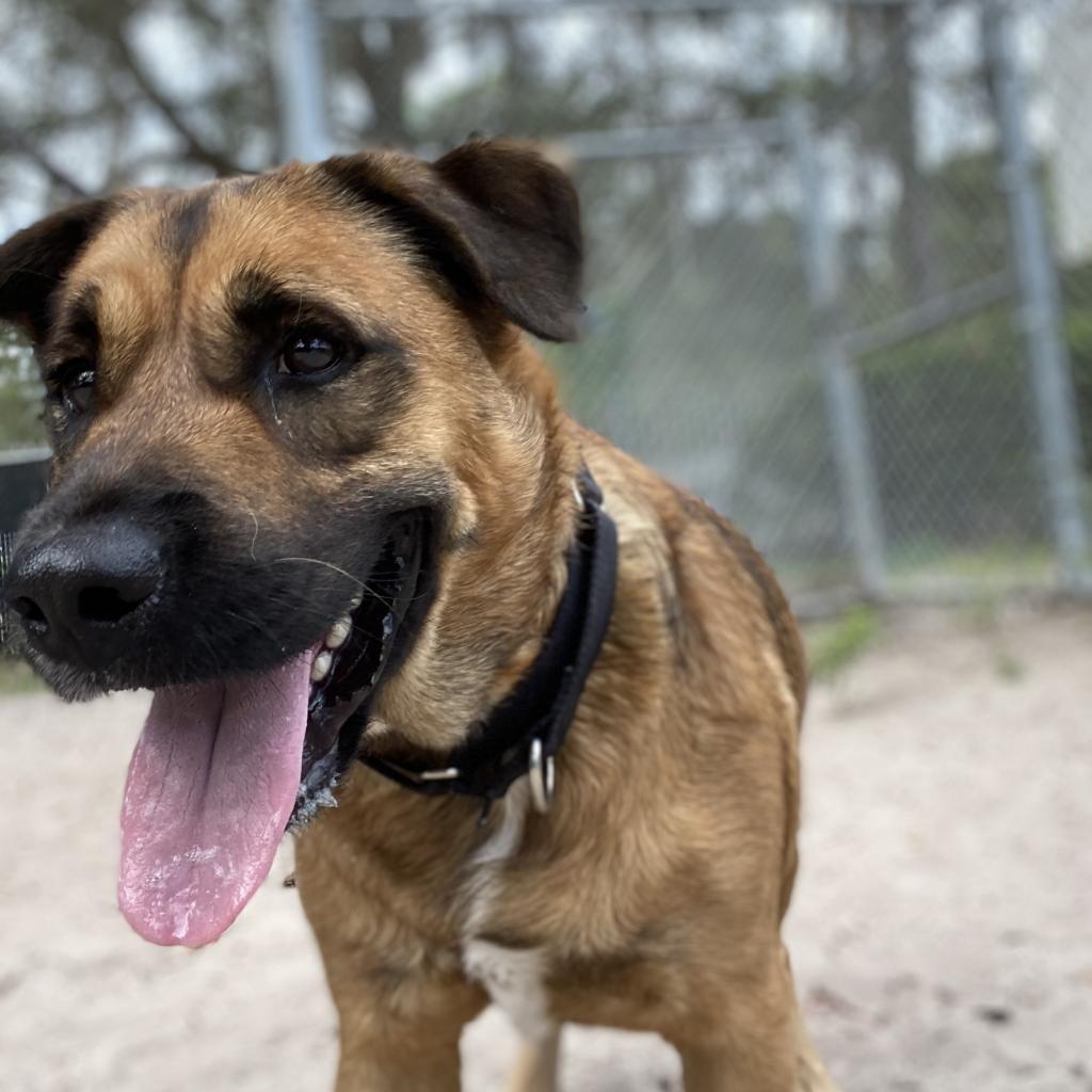 Enlarge Milo, a Adoptable Shepherd in Gainesville, FL image 4/6