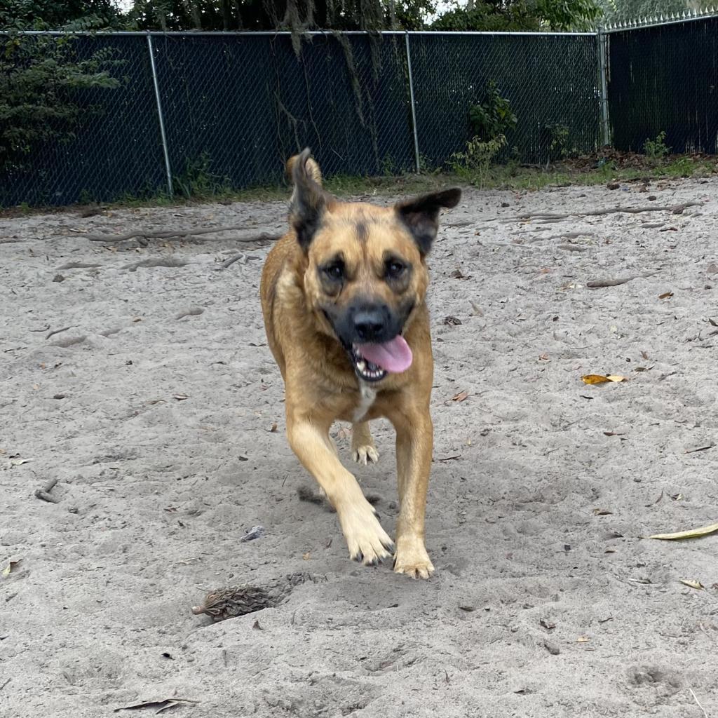 Enlarge Milo, a Adoptable Shepherd in Gainesville, FL image 5/6