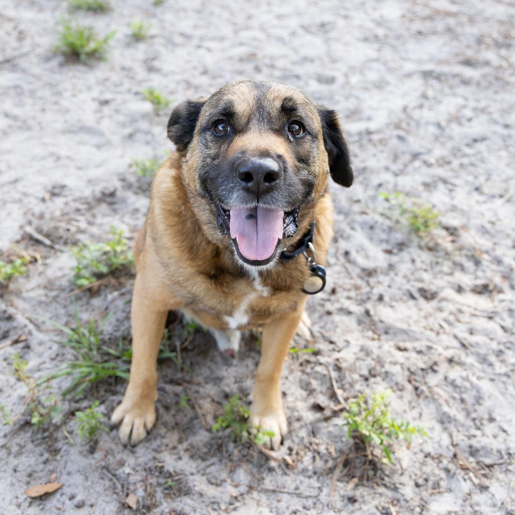 Enlarge Milo, a Adoptable Shepherd in Gainesville, FL image 6/6