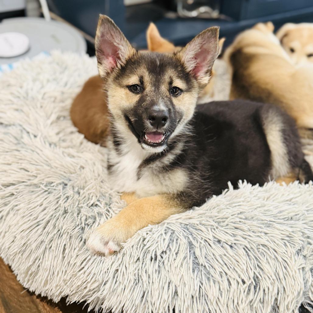 Jester, Adoptable, Puppy Male Shepherd & Mixed Breed.